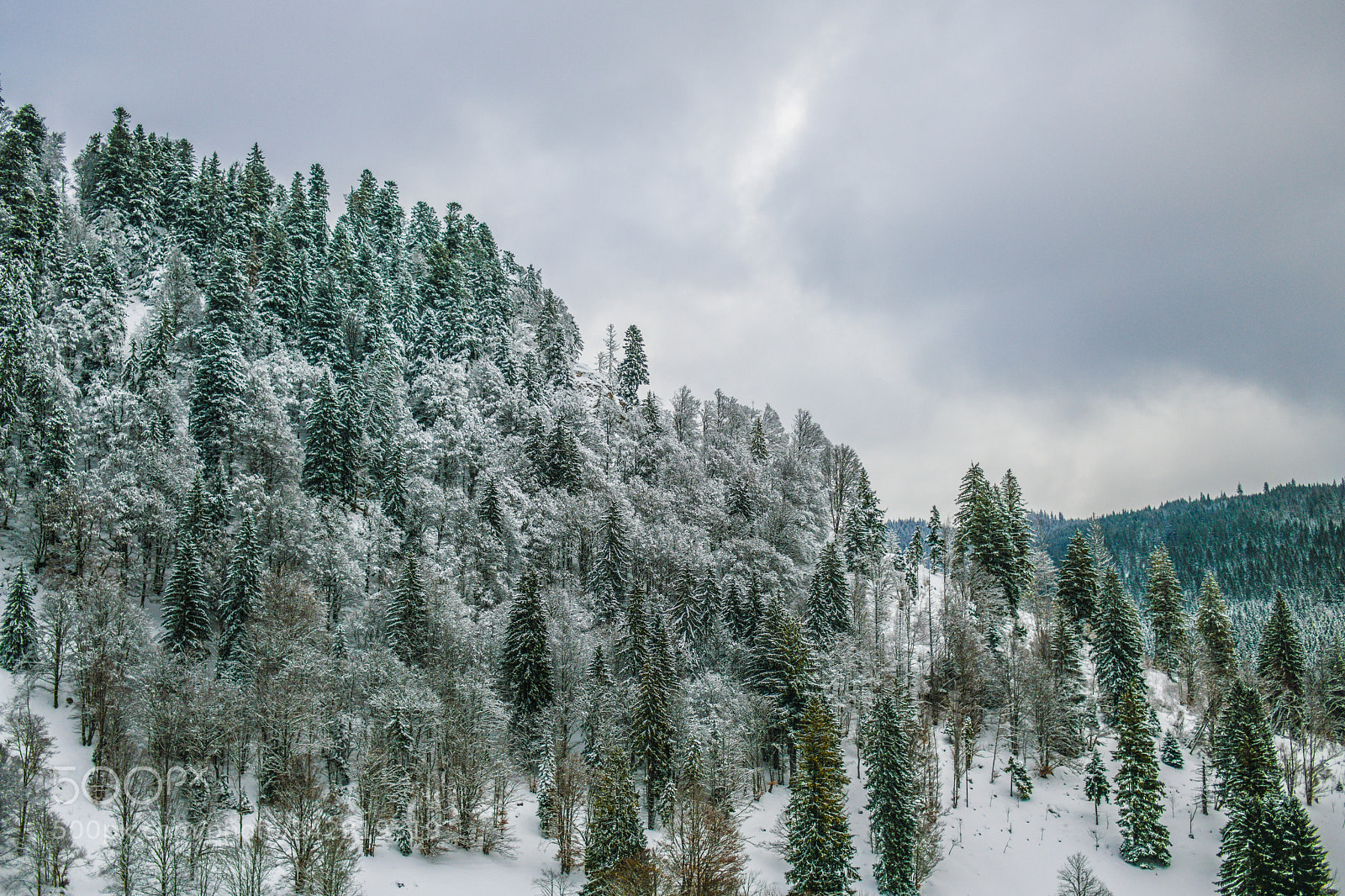 Nikon D850 sample photo. Frost colors photography