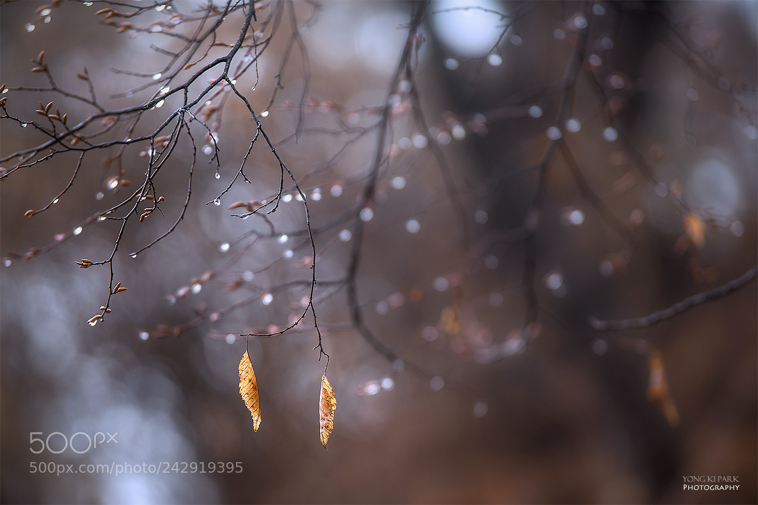 Pentax K-1 sample photo. Winter rain-2 photography