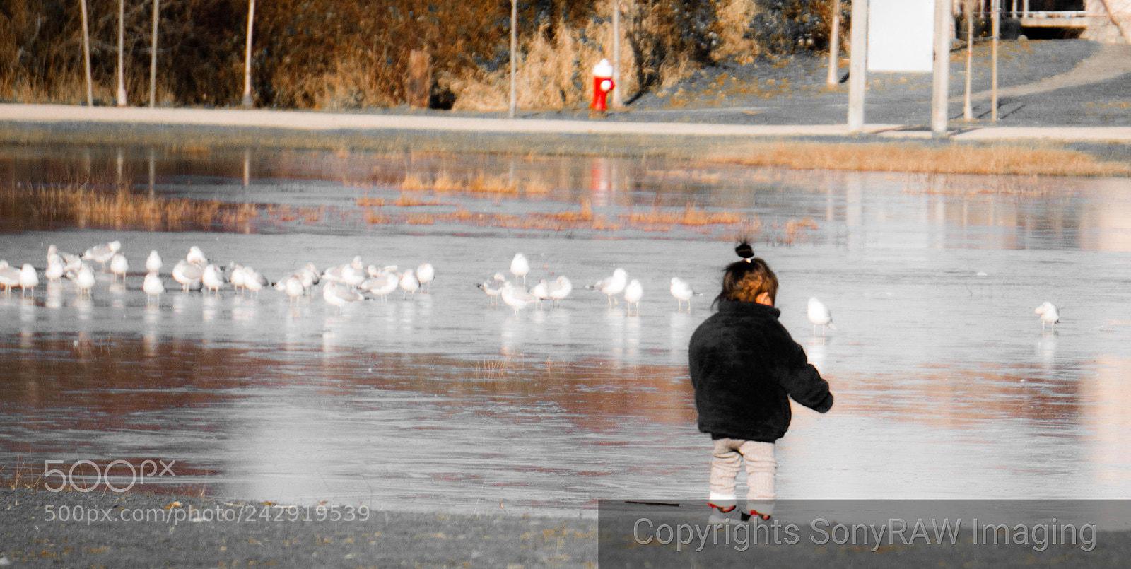 Sony a6500 sample photo. By the pond photography