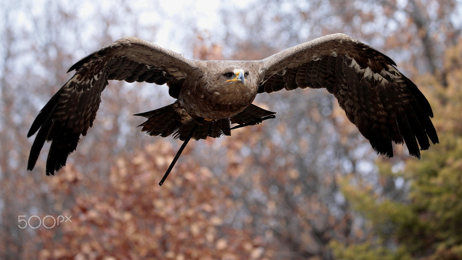 Canon EOS-1D X sample photo. Take off photography
