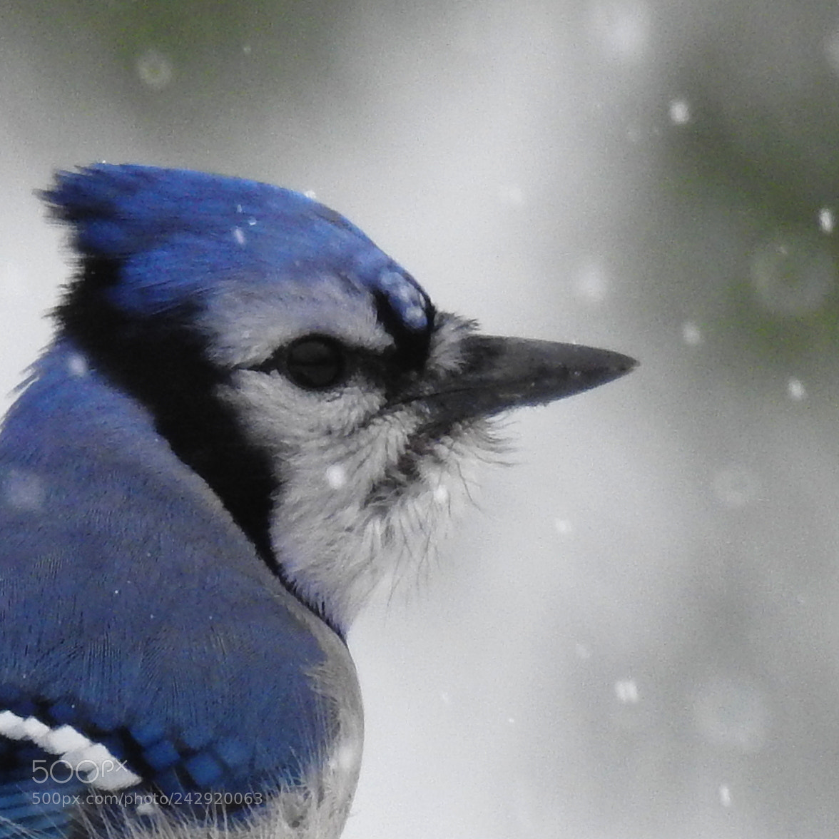 Nikon Coolpix P900 sample photo. Close-up of bluejay during photography