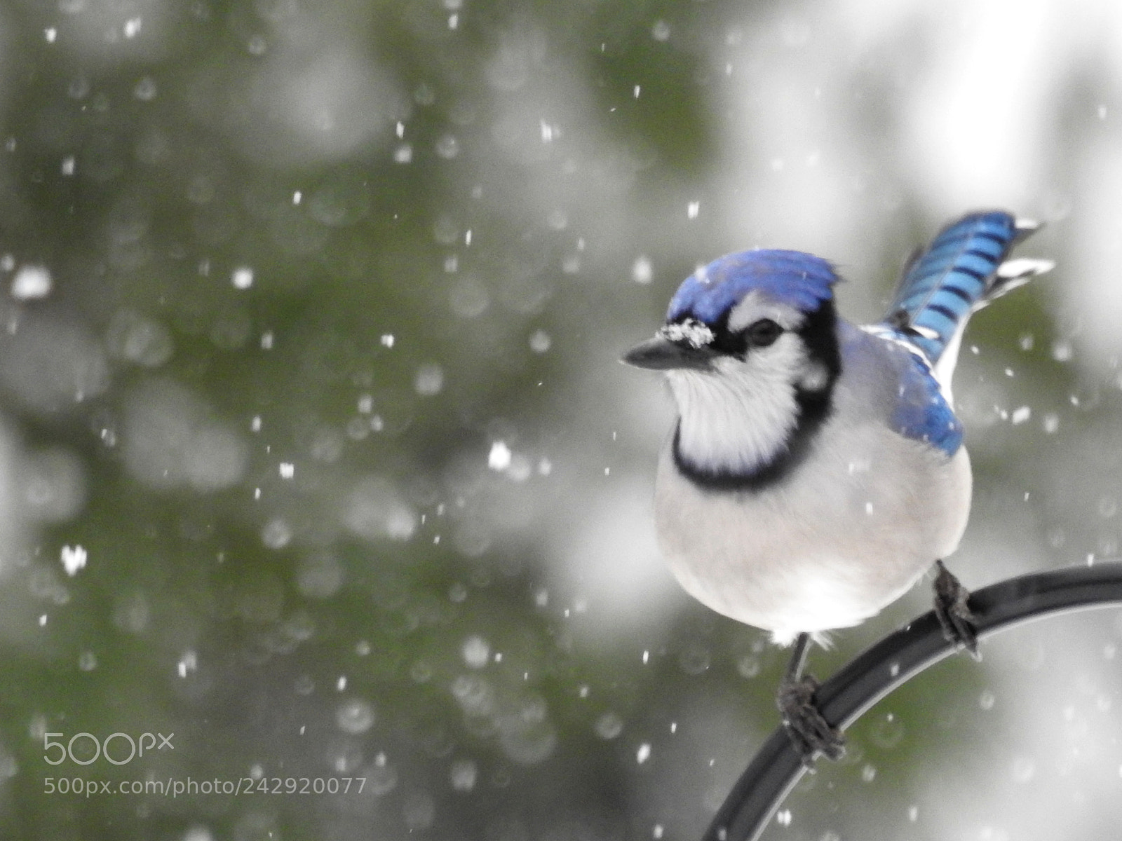 Nikon Coolpix P900 sample photo. Bluejay braves the snow photography