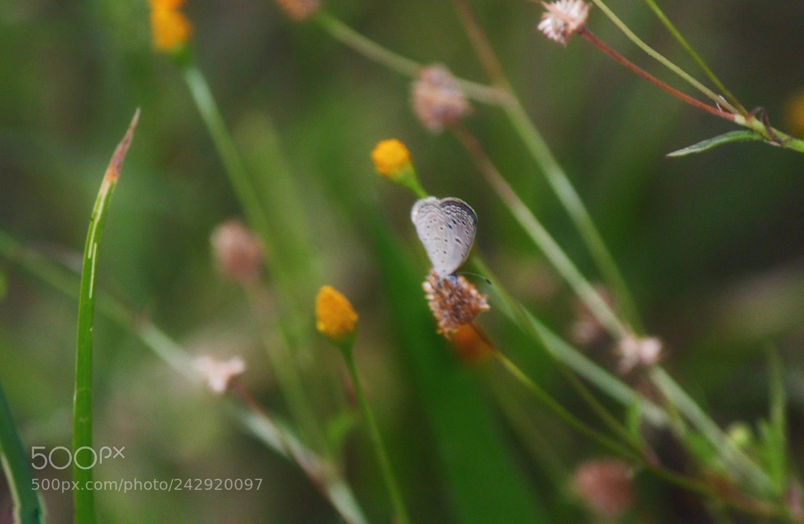 Canon EOS 1300D (EOS Rebel T6 / EOS Kiss X80) sample photo. Little butterfly photography