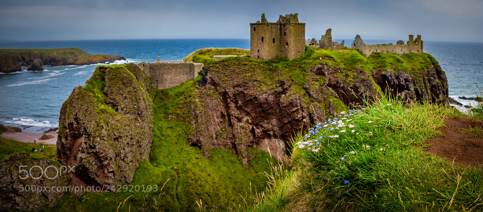 Leica M (Typ 240) sample photo. Scotland memories - flower photography