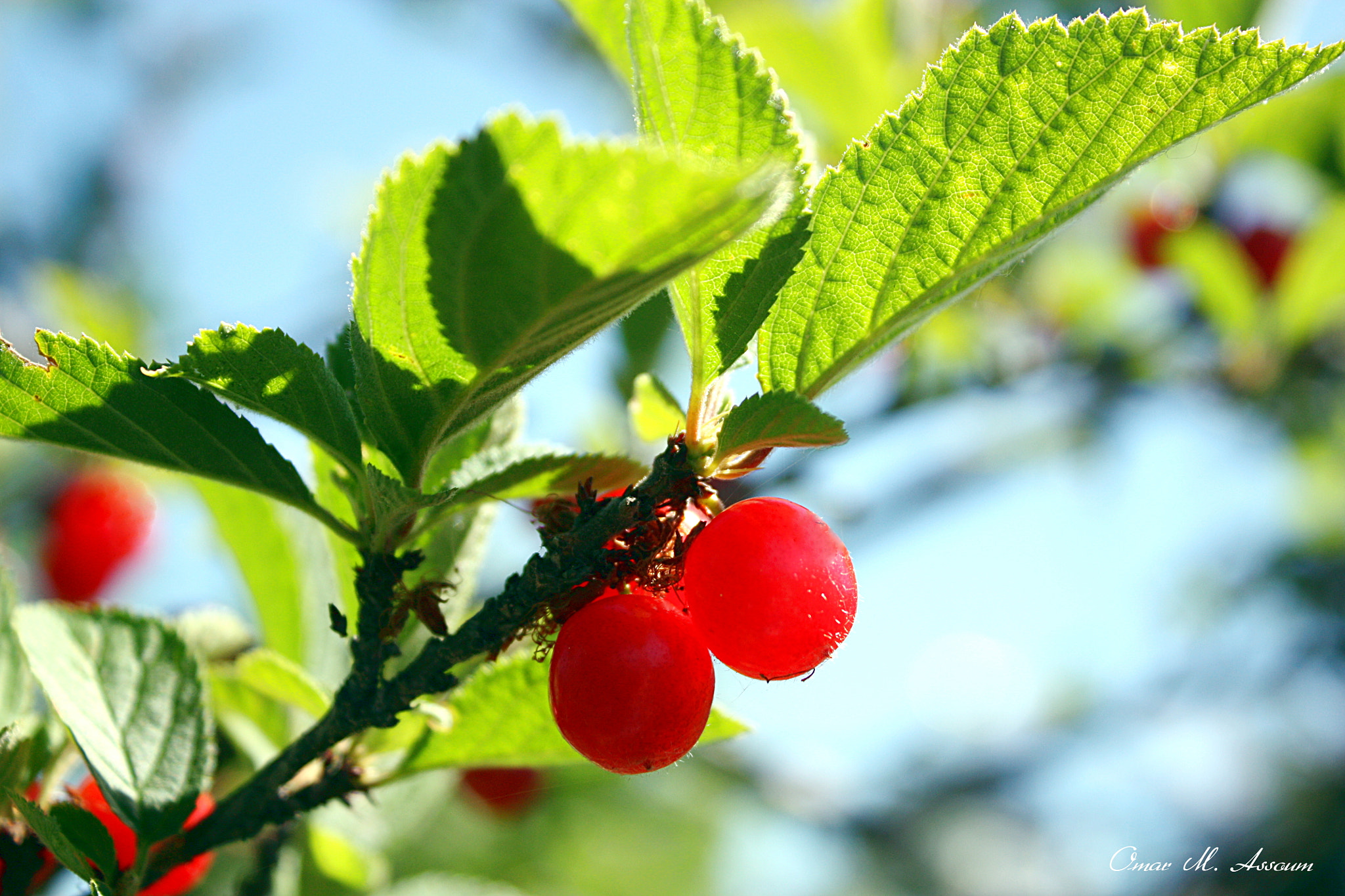 Canon EOS 450D (EOS Rebel XSi / EOS Kiss X2) sample photo. Wild cherries photography