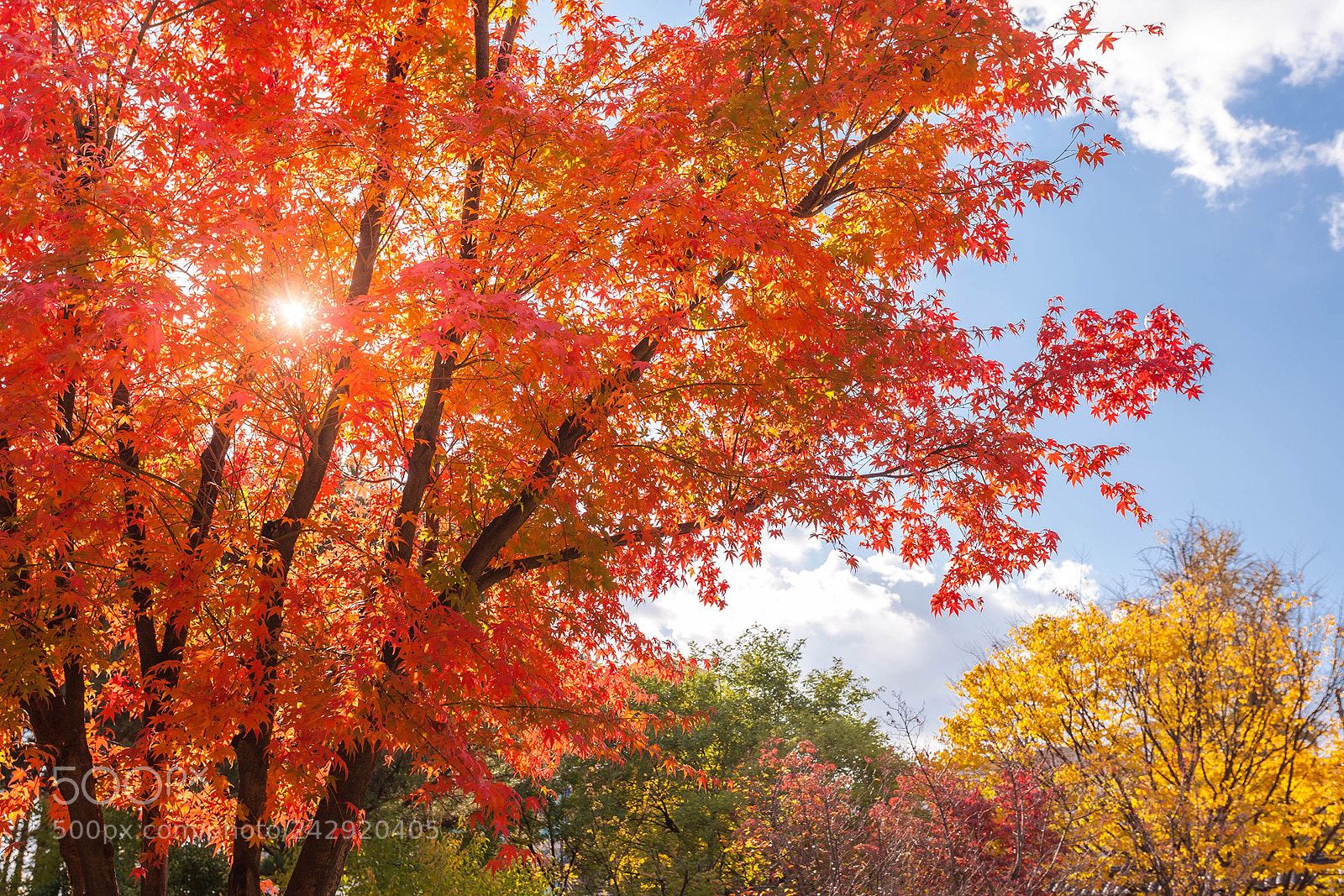 Canon EOS 5D sample photo. Autumn leaves photography