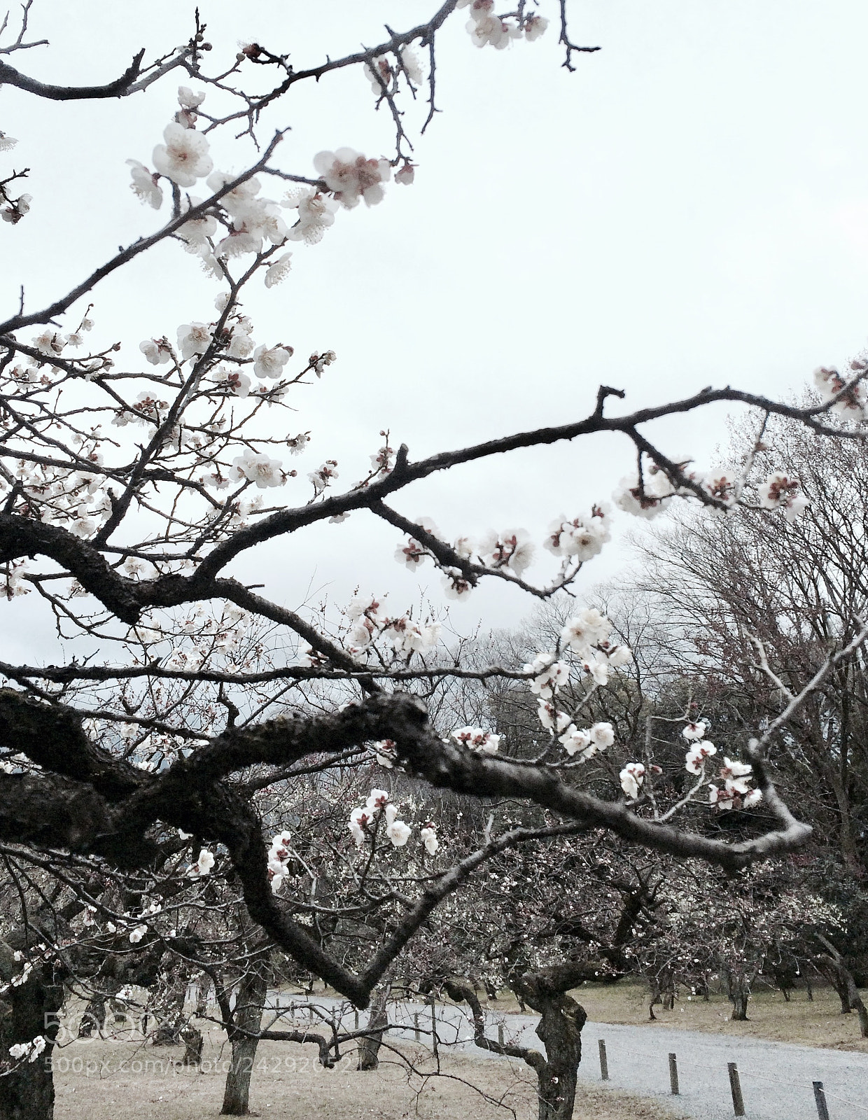 Apple iPhone 5s sample photo. Untitled photography