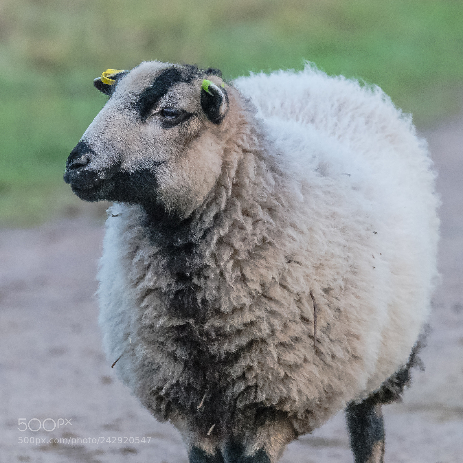 Nikon D850 sample photo. Sheep photography