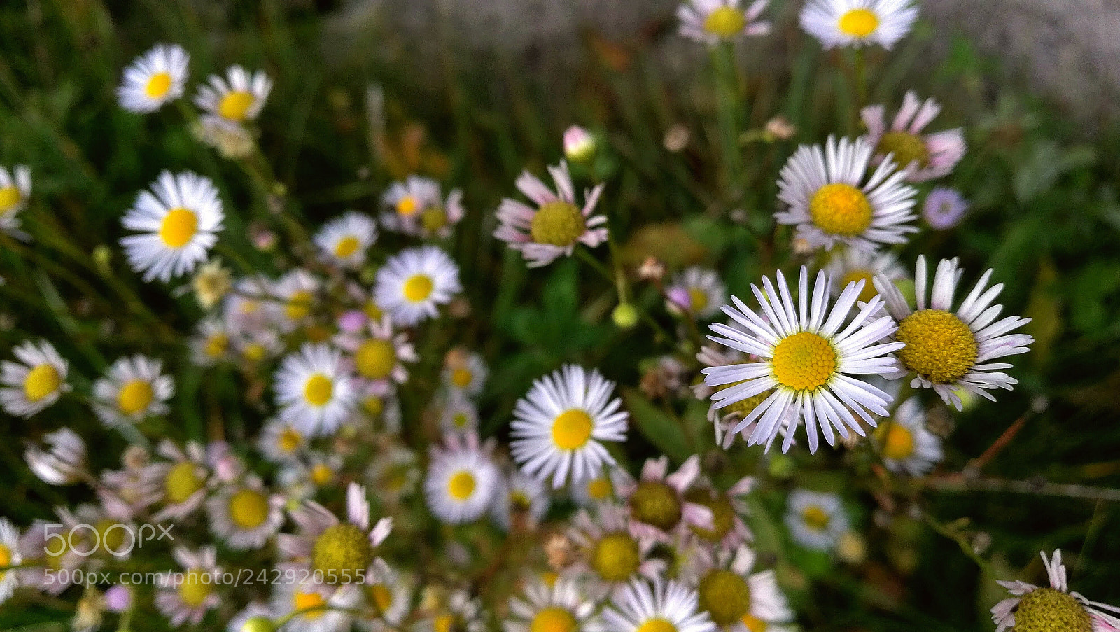 HUAWEI Honor 8 sample photo. Daisy photography