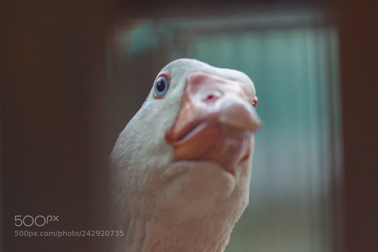 Canon EOS 500D (EOS Rebel T1i / EOS Kiss X3) sample photo. Goose with curious face photography