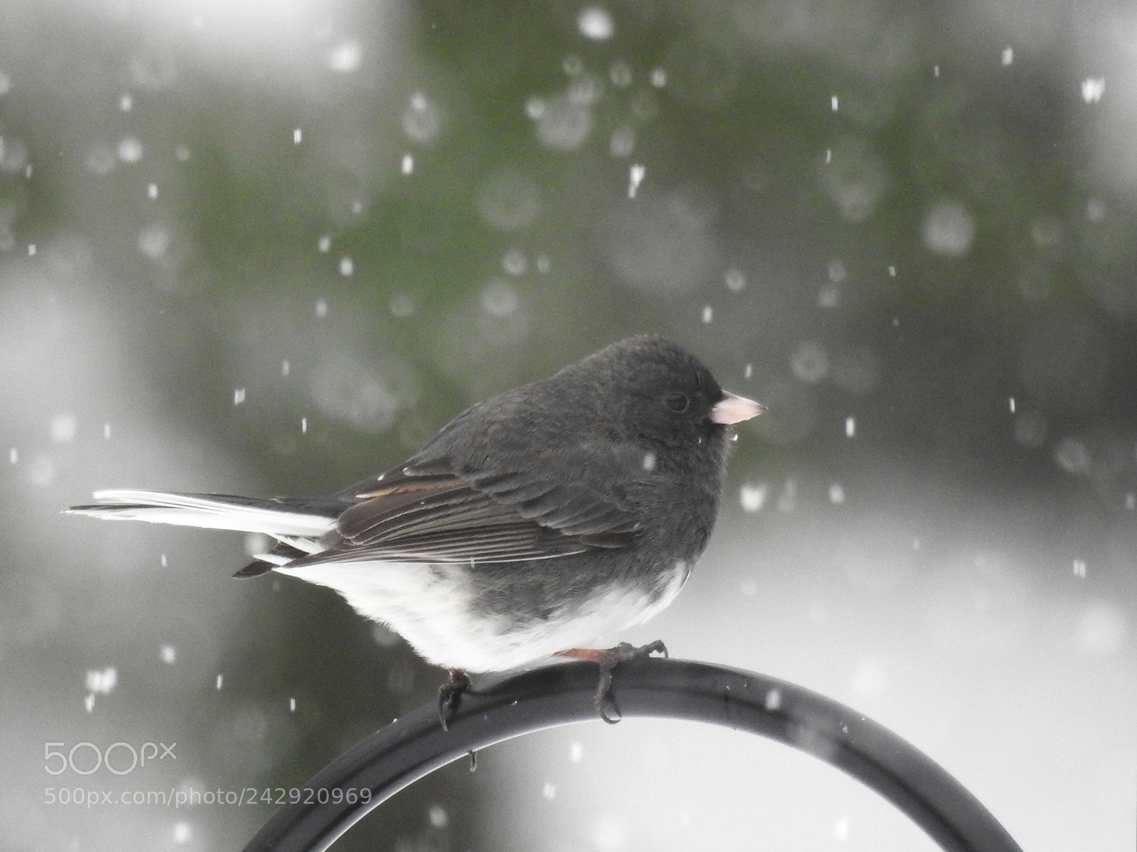 Nikon Coolpix P900 sample photo. Snow falls on junco photography