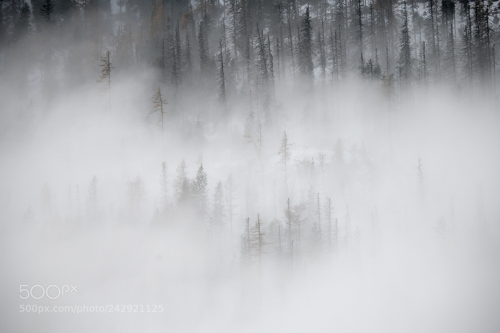 Nikon D850 sample photo. Foggy forest photography