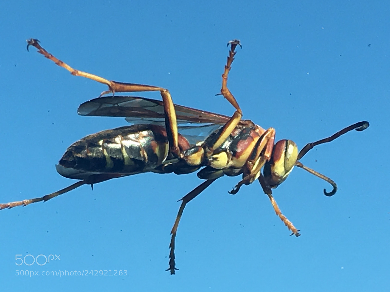 Apple iPhone 6s sample photo. Carpooling photography