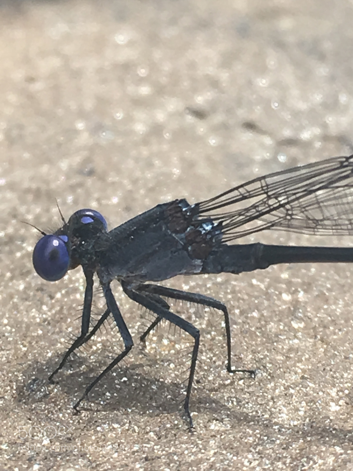 Apple iPhone 6s sample photo. Take a closer look photography