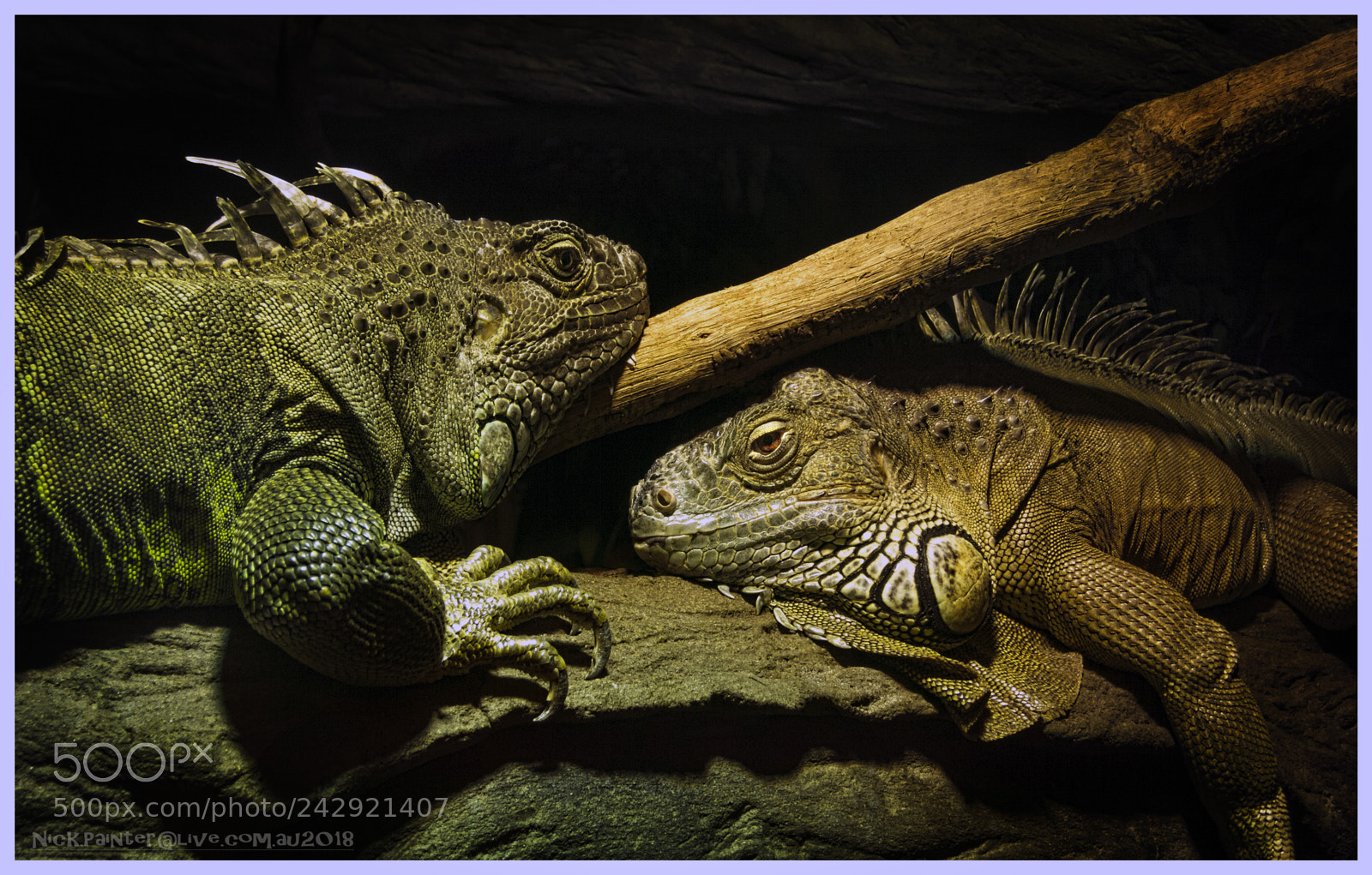 Canon PowerShot S110 sample photo. Sleepy iguanas photography