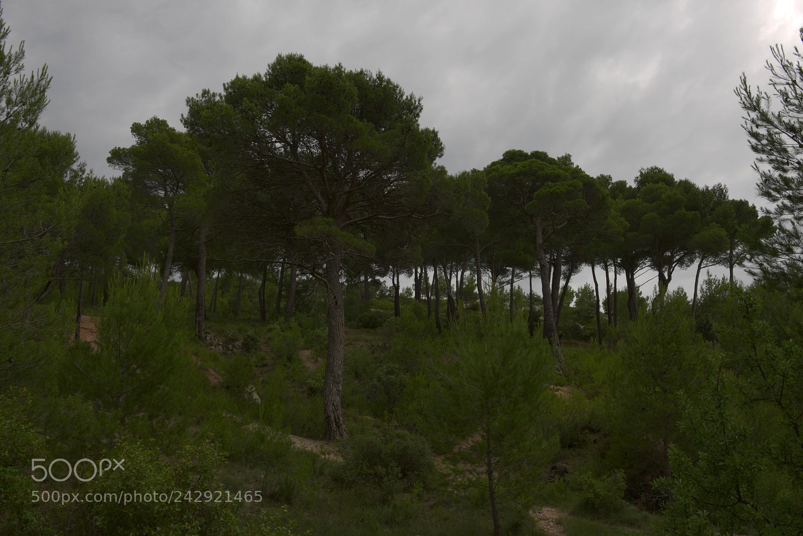 Nikon D800 sample photo. Pine trees close to photography