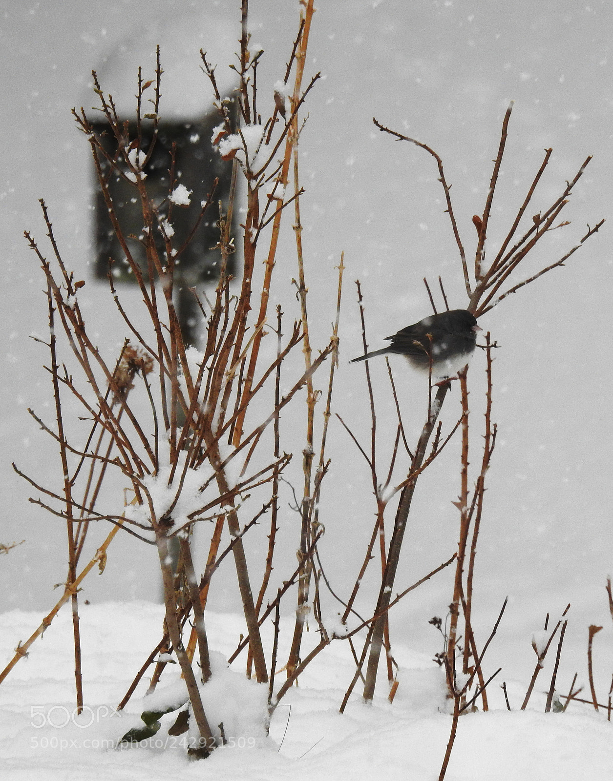 Nikon Coolpix P900 sample photo. Winter scene with junco photography