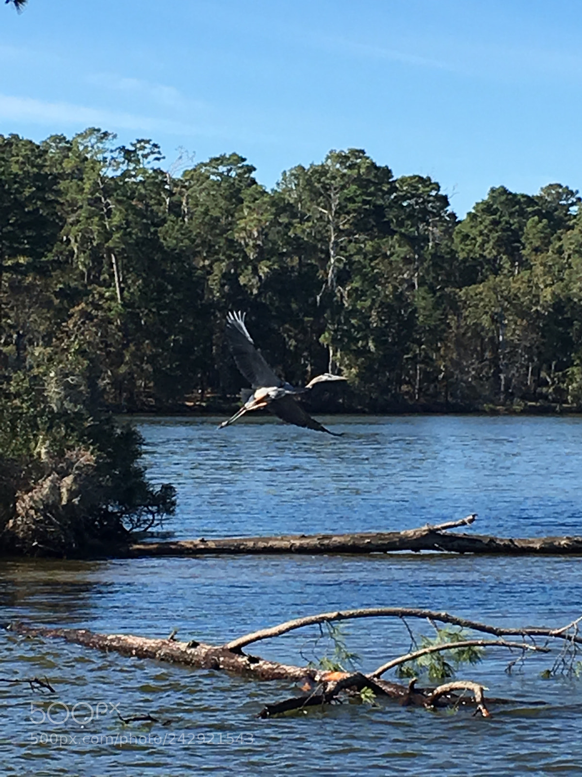 Apple iPhone 6s sample photo. Taking flight photography