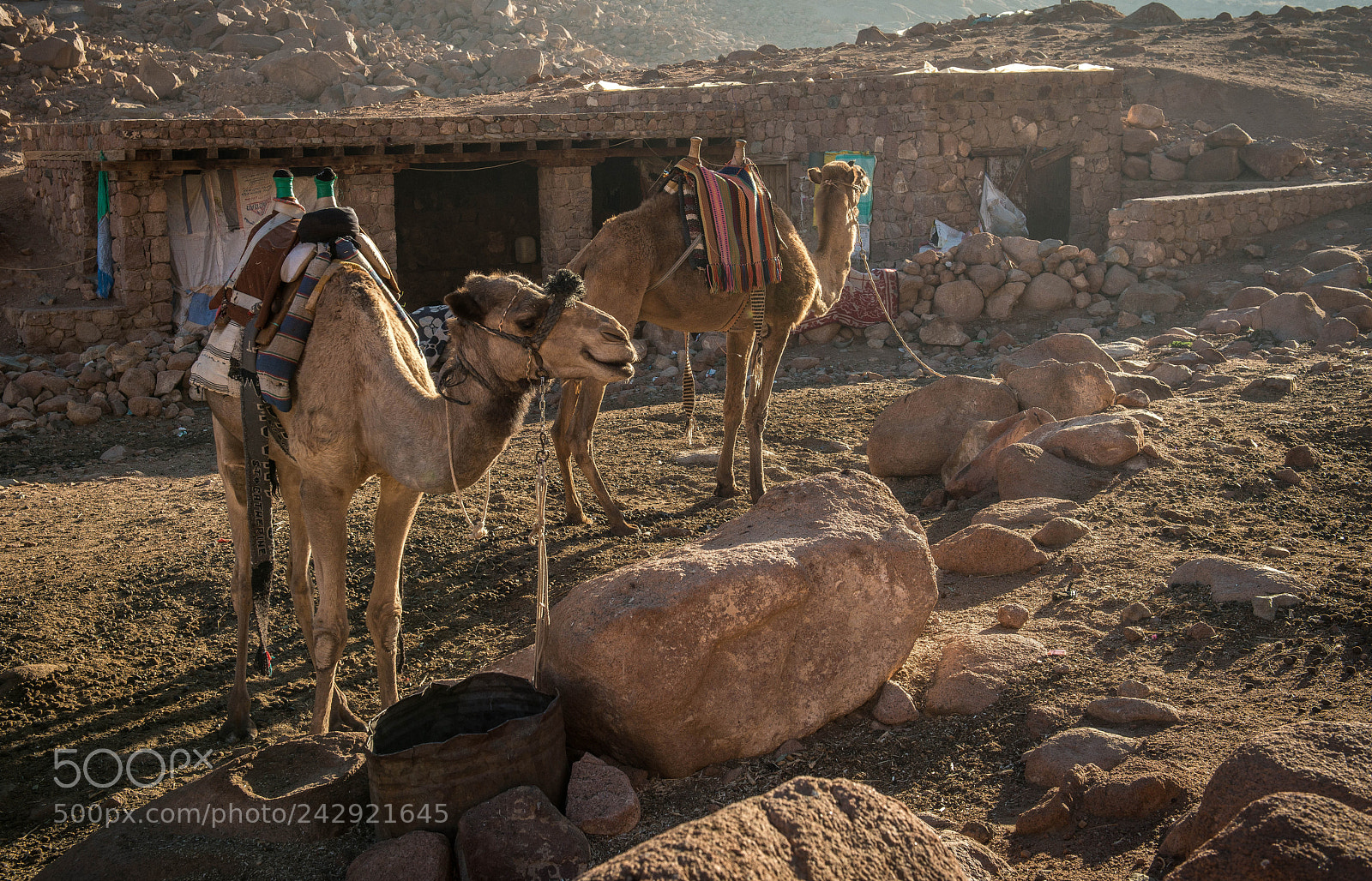 Nikon D800 sample photo. Velbloudi photography