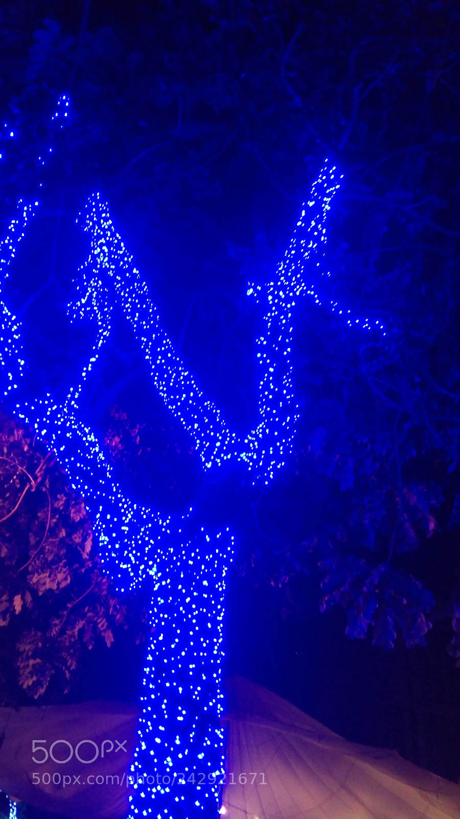 ASUS ZenFone 3 Max (ZC520TL) sample photo. Tree lighten up photography