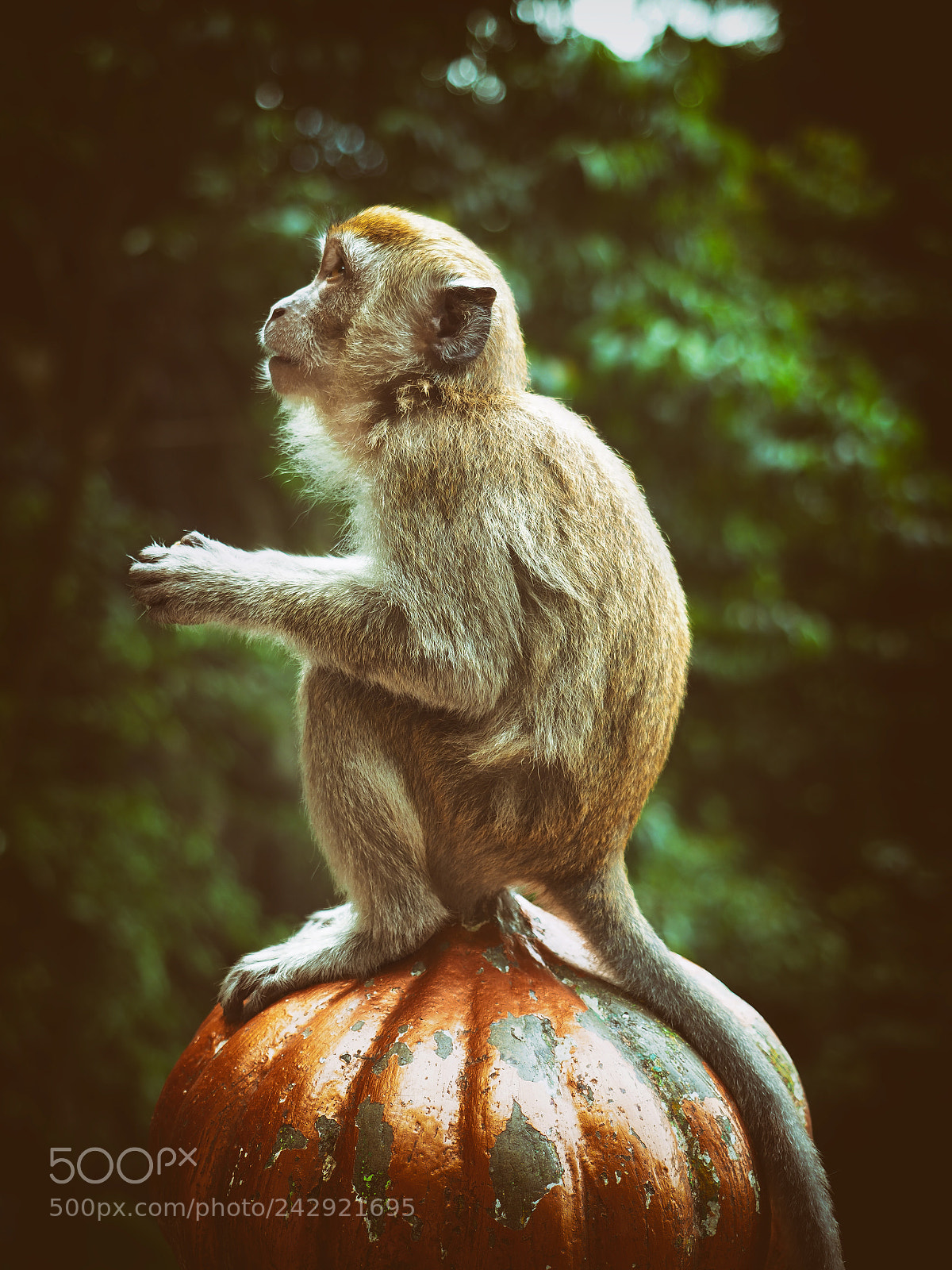 Olympus OM-D E-M1 Mark II sample photo. Monkey photography