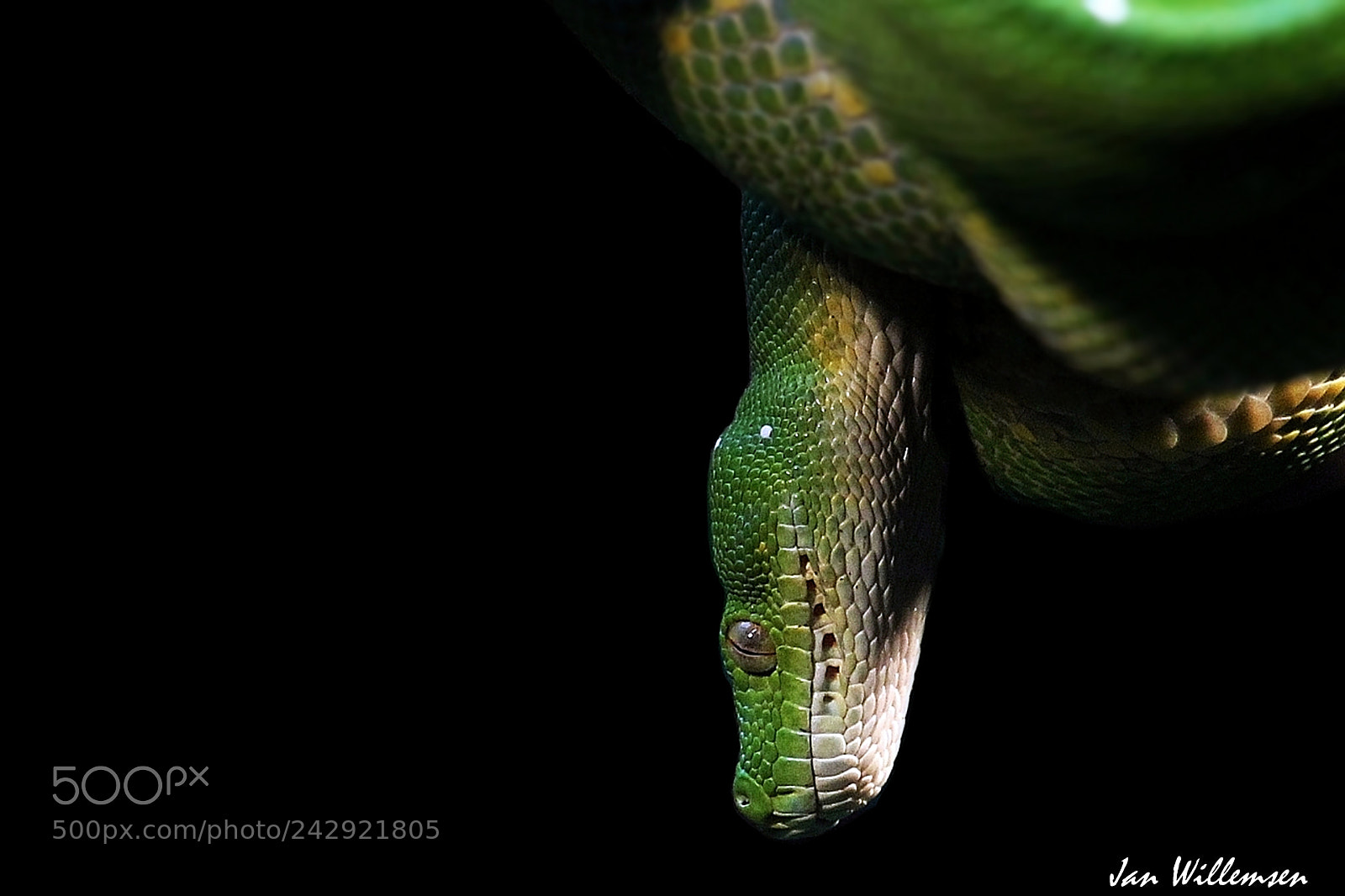 Canon EOS-1D Mark IV sample photo. Green tree python photography