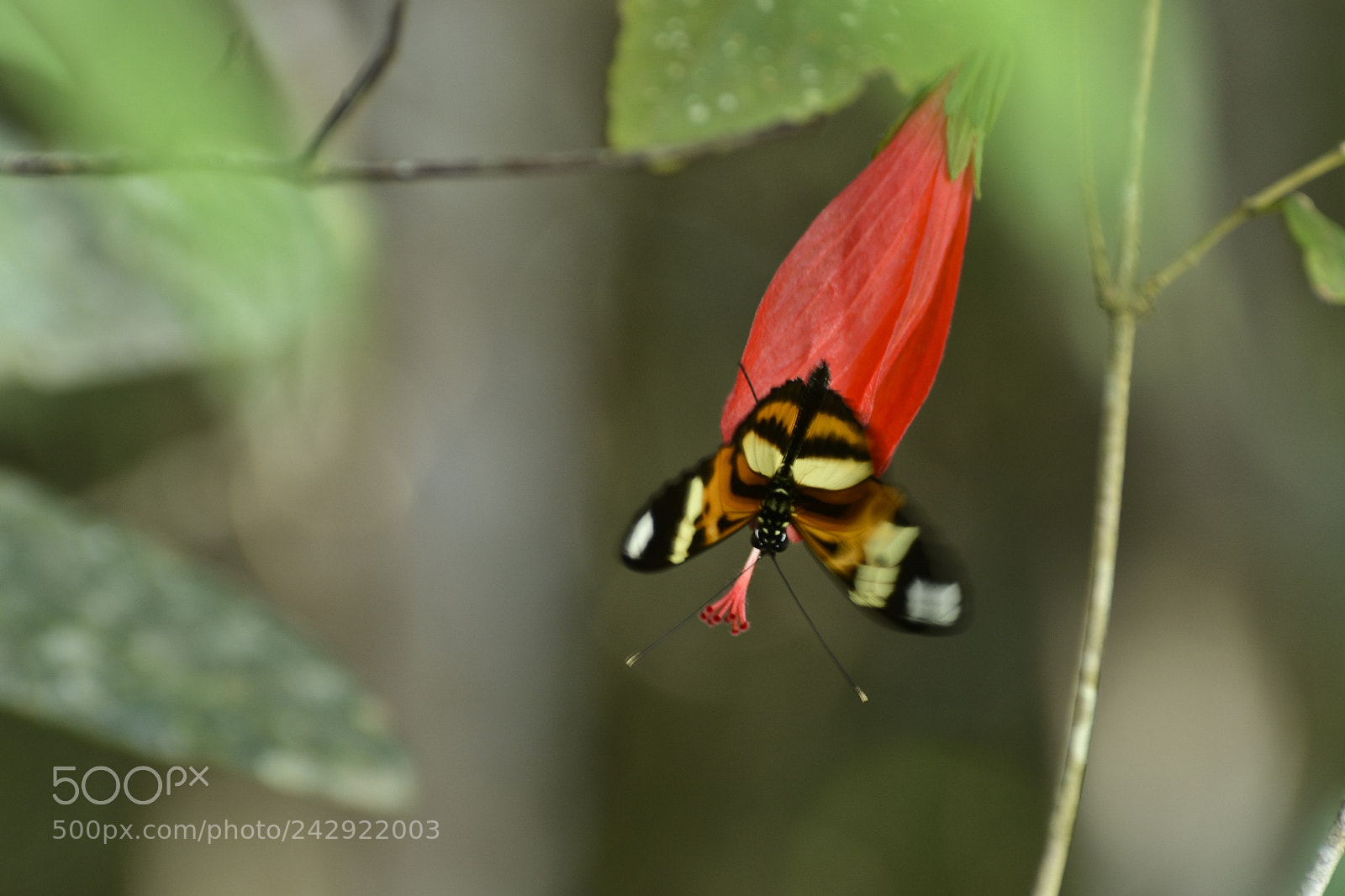 Nikon D7100 sample photo. Doce natureza. photography