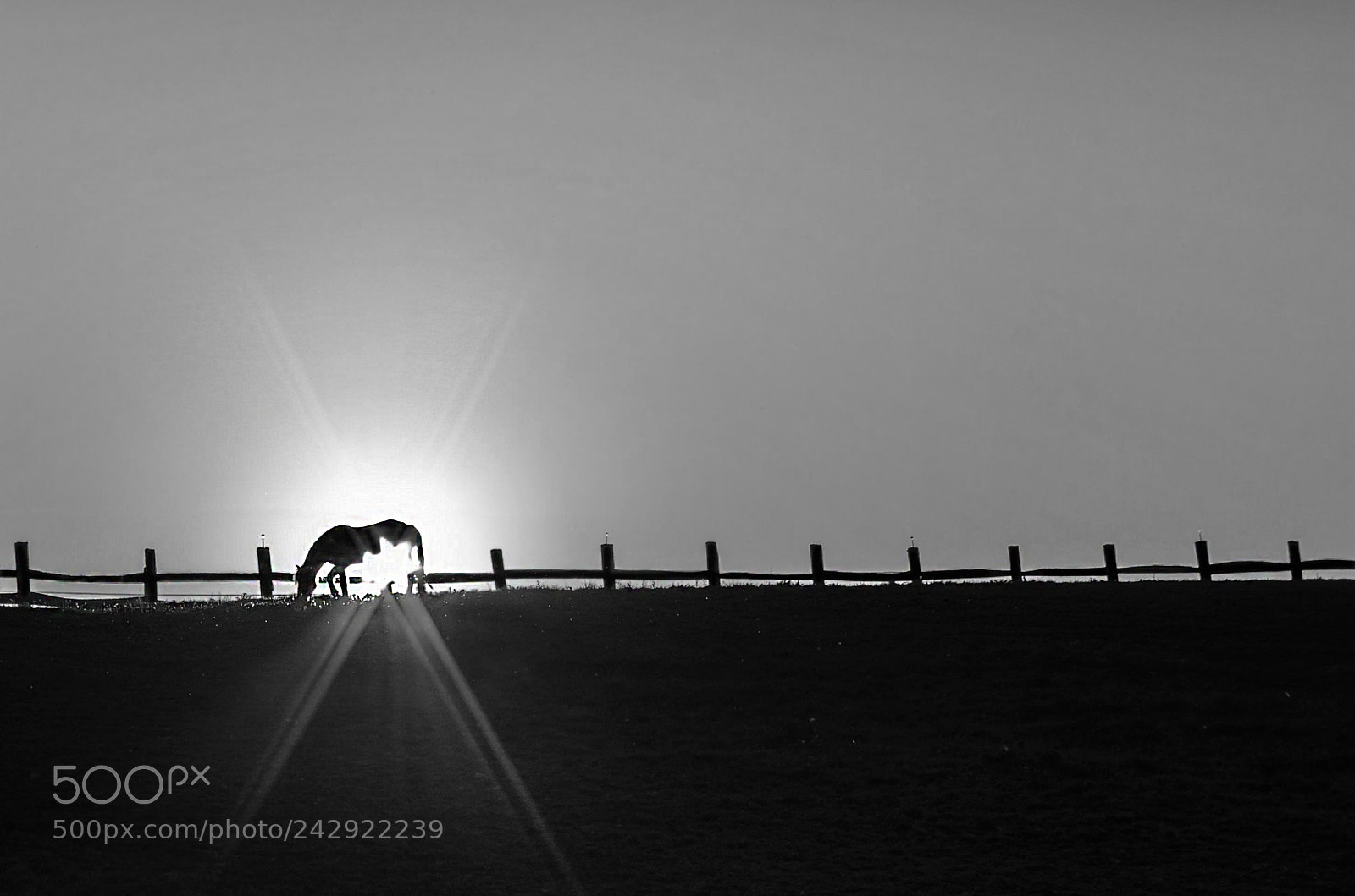 Pentax K-5 II sample photo. Horse photography