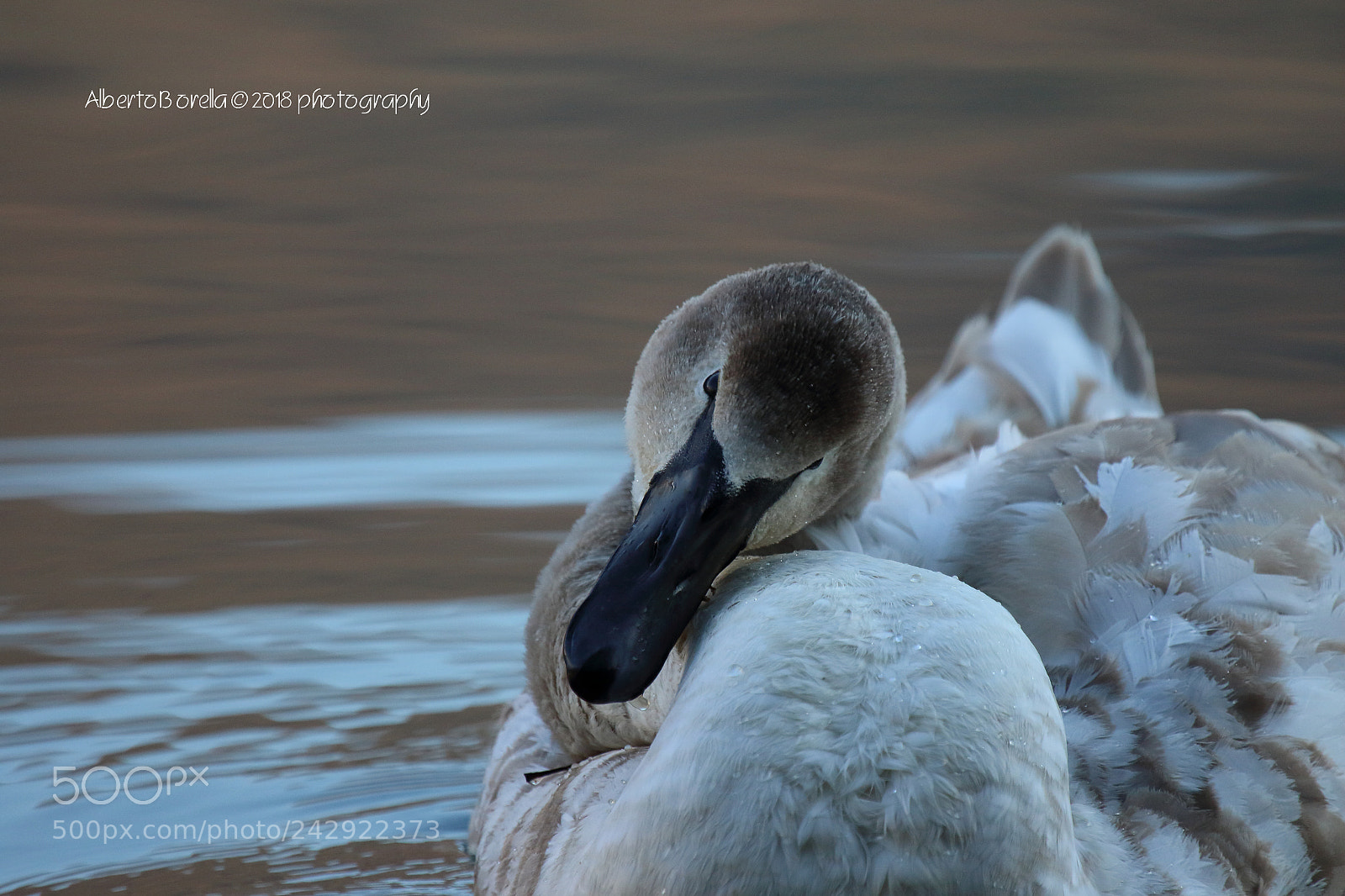Canon EOS 7D Mark II sample photo. Cigni - riserva naturale photography