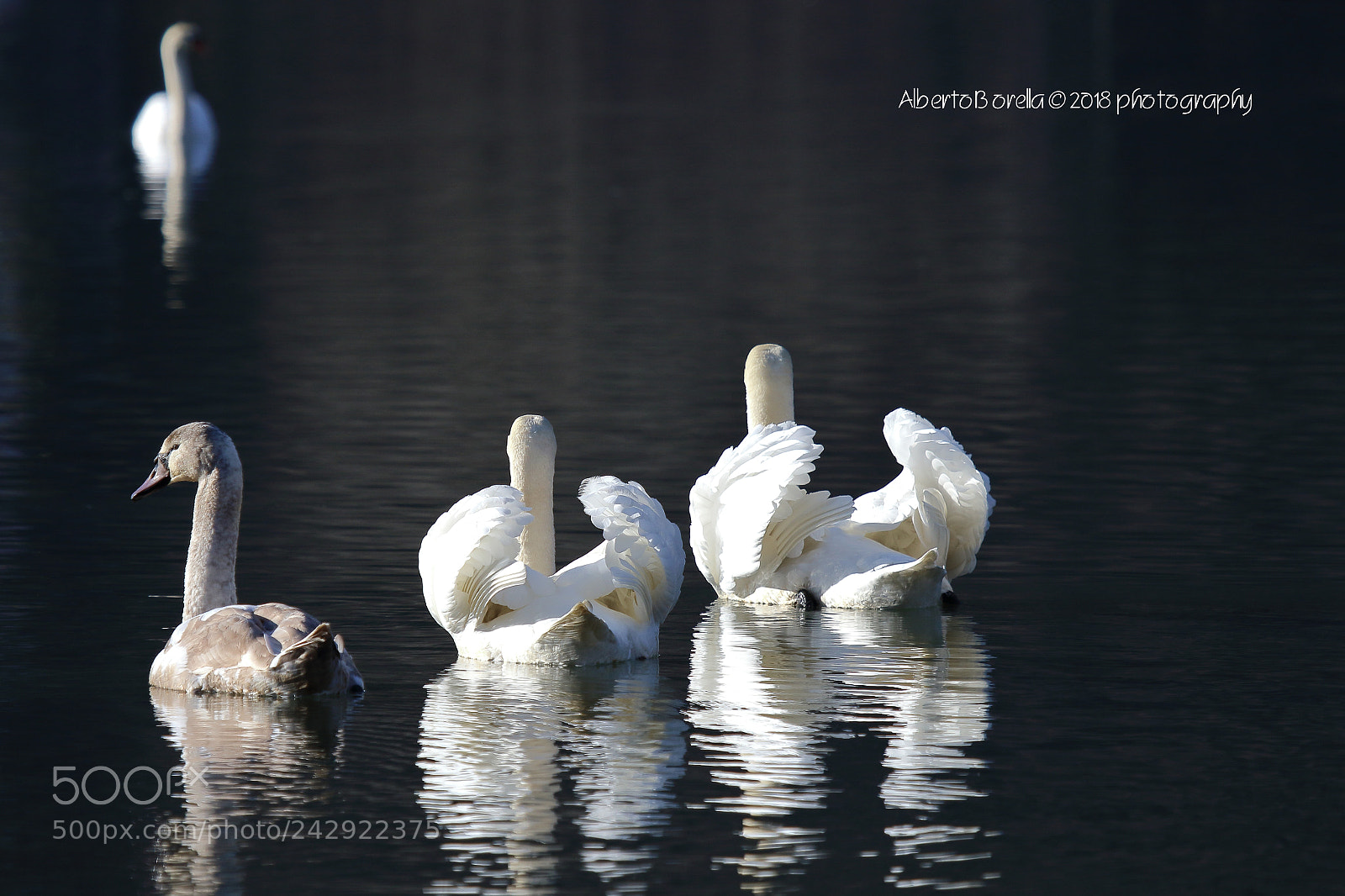Canon EOS 7D Mark II sample photo. Cigni - riserva naturale photography