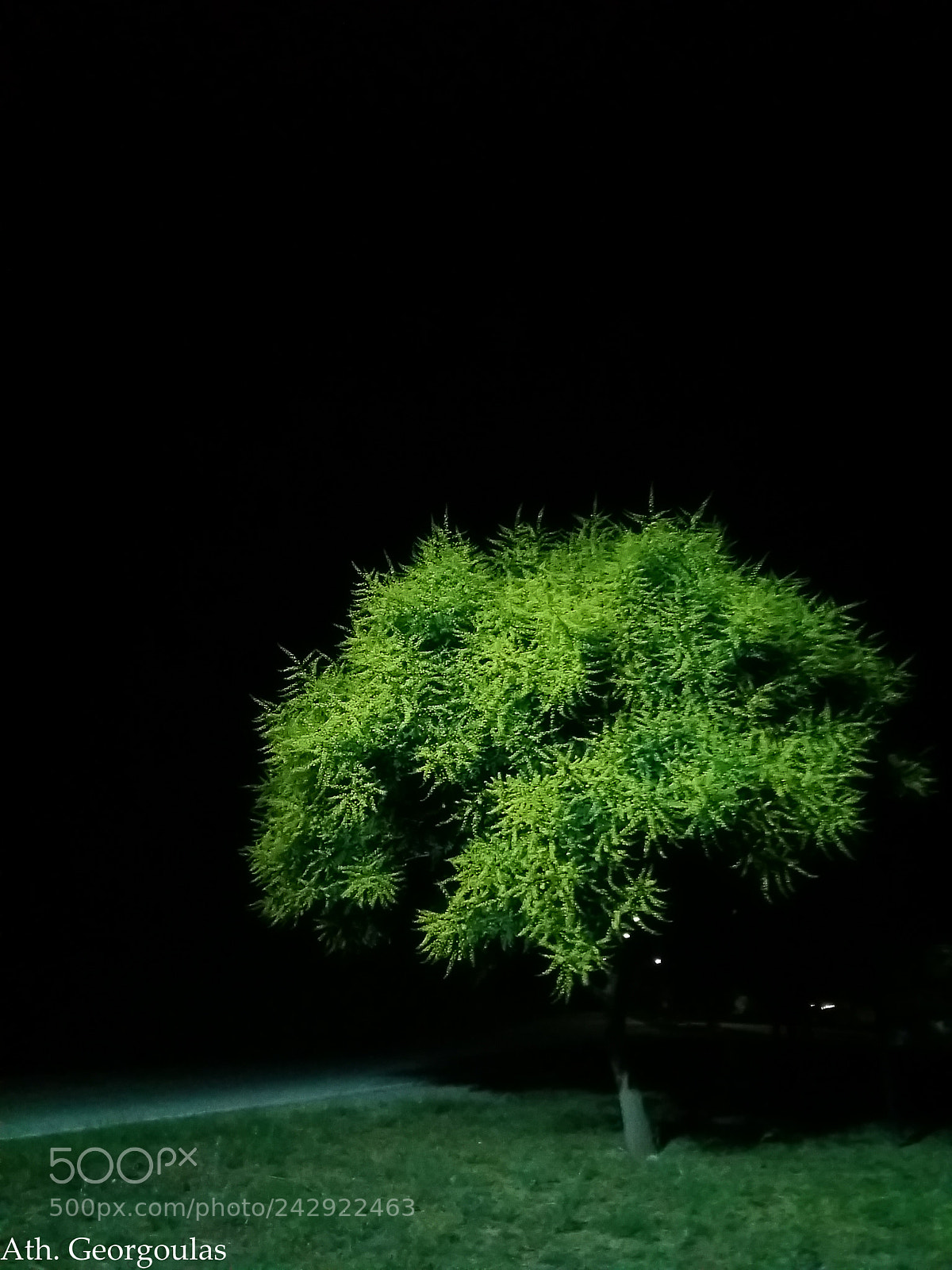 Samsung Galaxy A5 sample photo. Tree photography