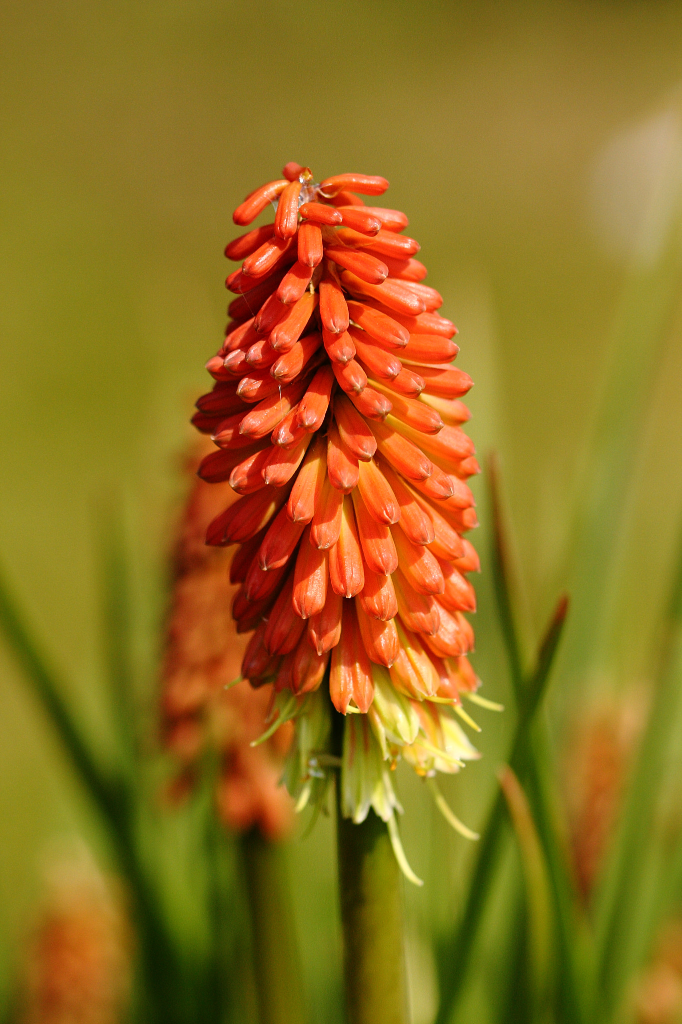 Canon EOS 40D + Sigma 105mm F2.8 EX DG OS HSM sample photo. Flower photography