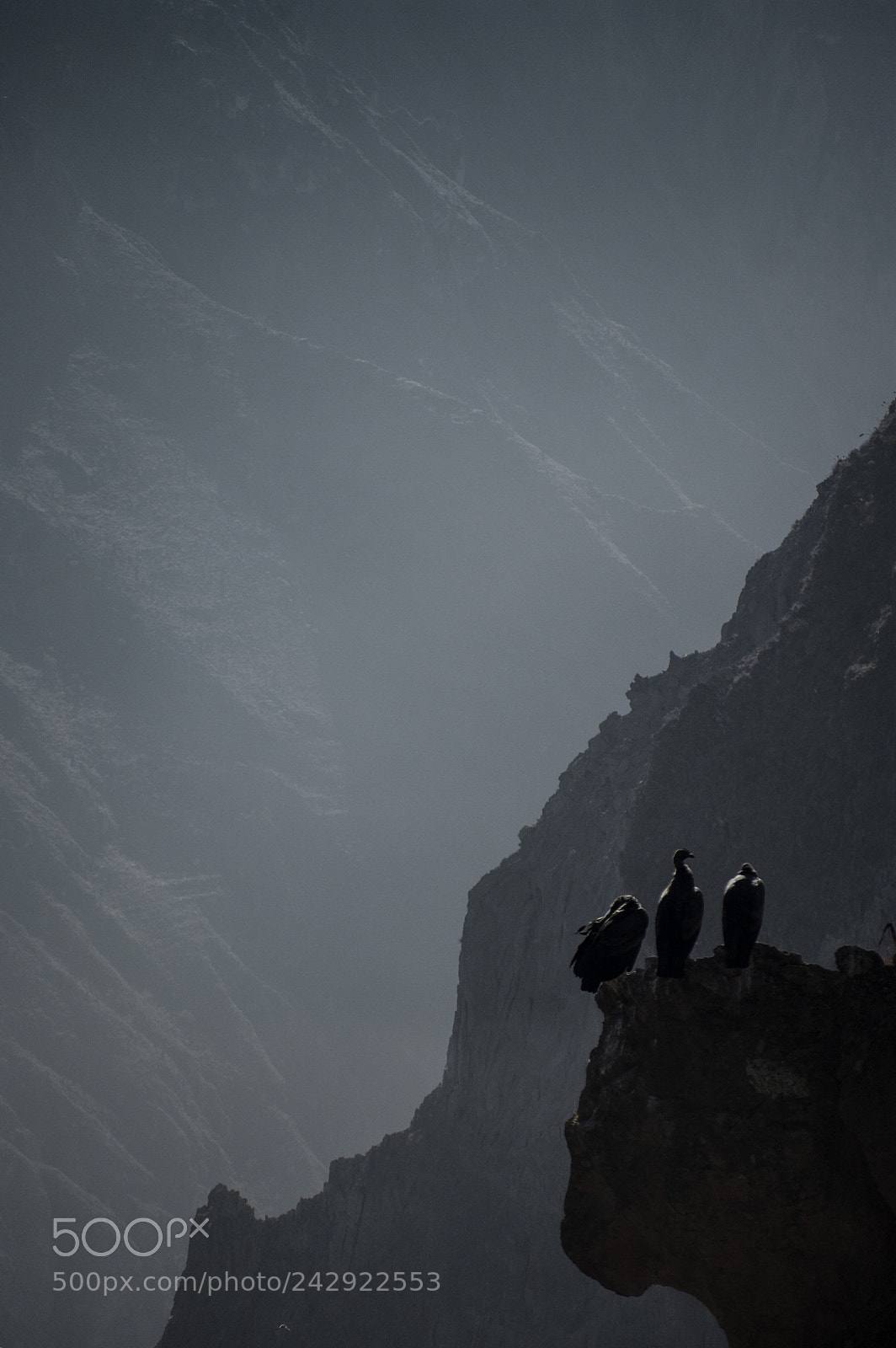 Nikon D40 sample photo. Condor tea chat photography
