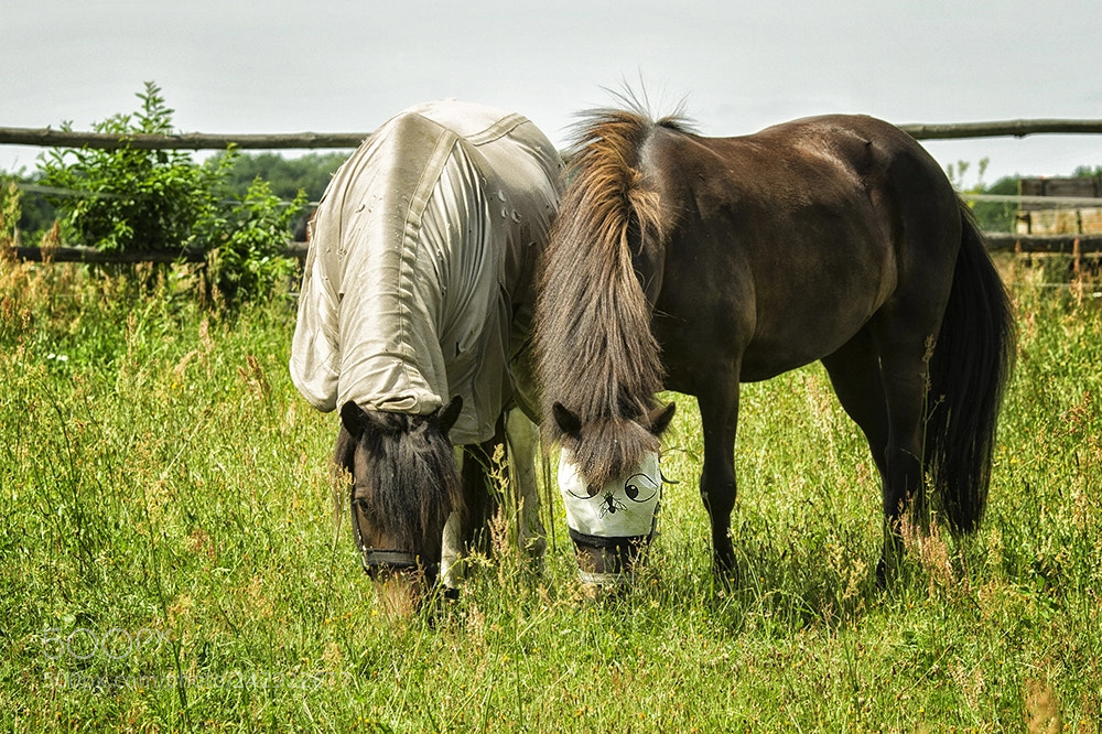 Pentax K-5 II sample photo. Ich sehe was was photography