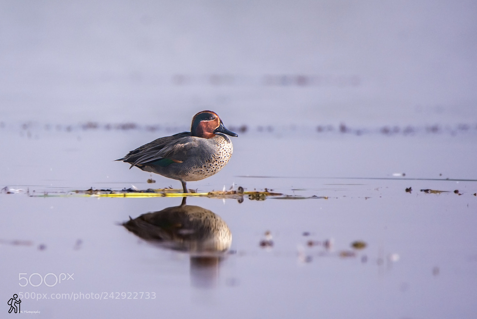 Nikon D7200 sample photo. Common teal photography