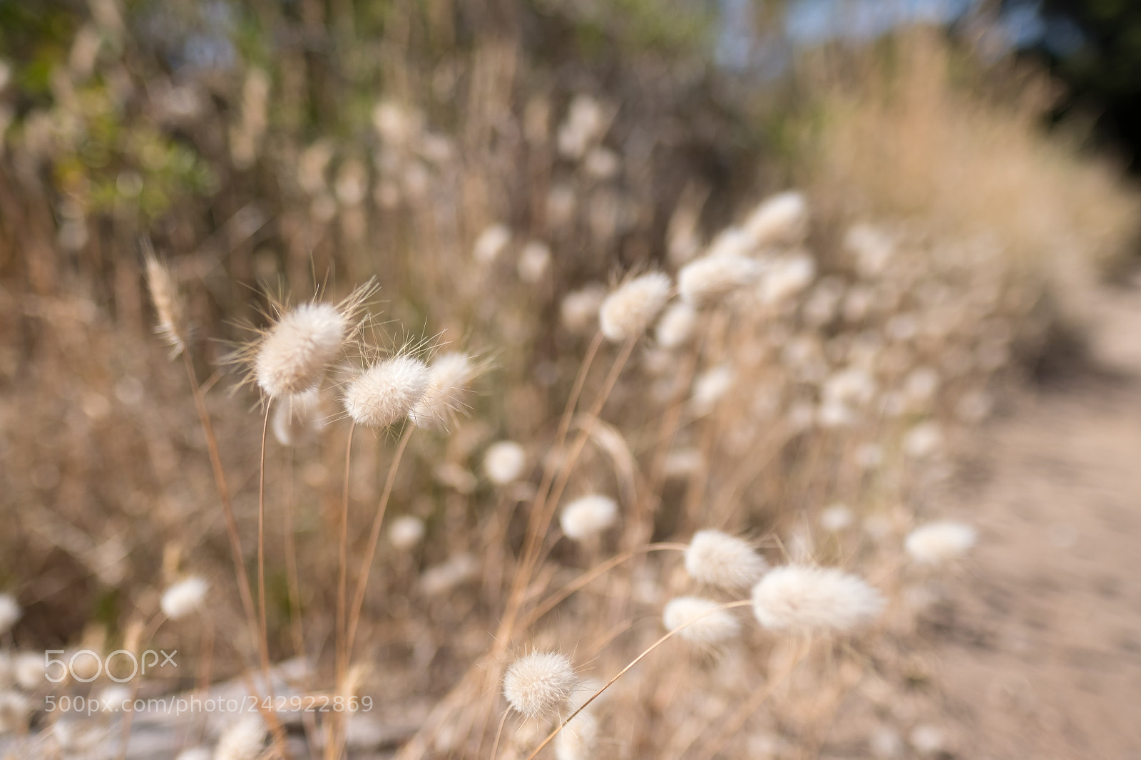 Fujifilm X-T2 sample photo. Fluffy photography