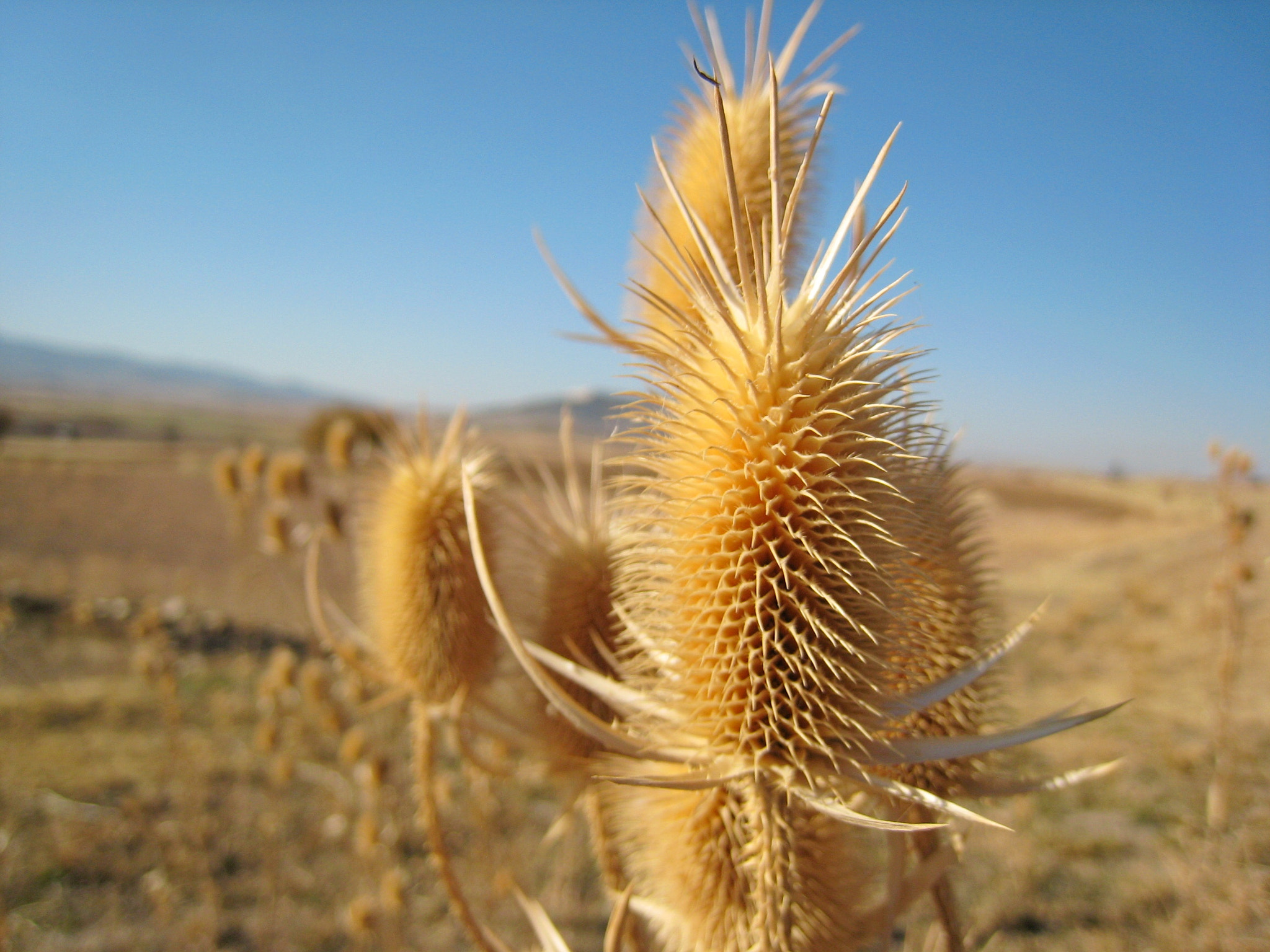 Canon IXY DIGITAL 900 IS sample photo. .. photography