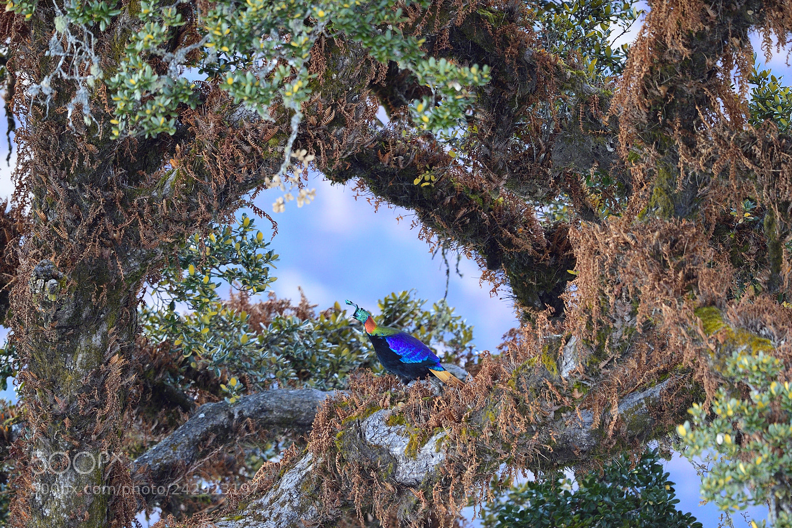 Nikon D4S sample photo. Himalayan monal photography