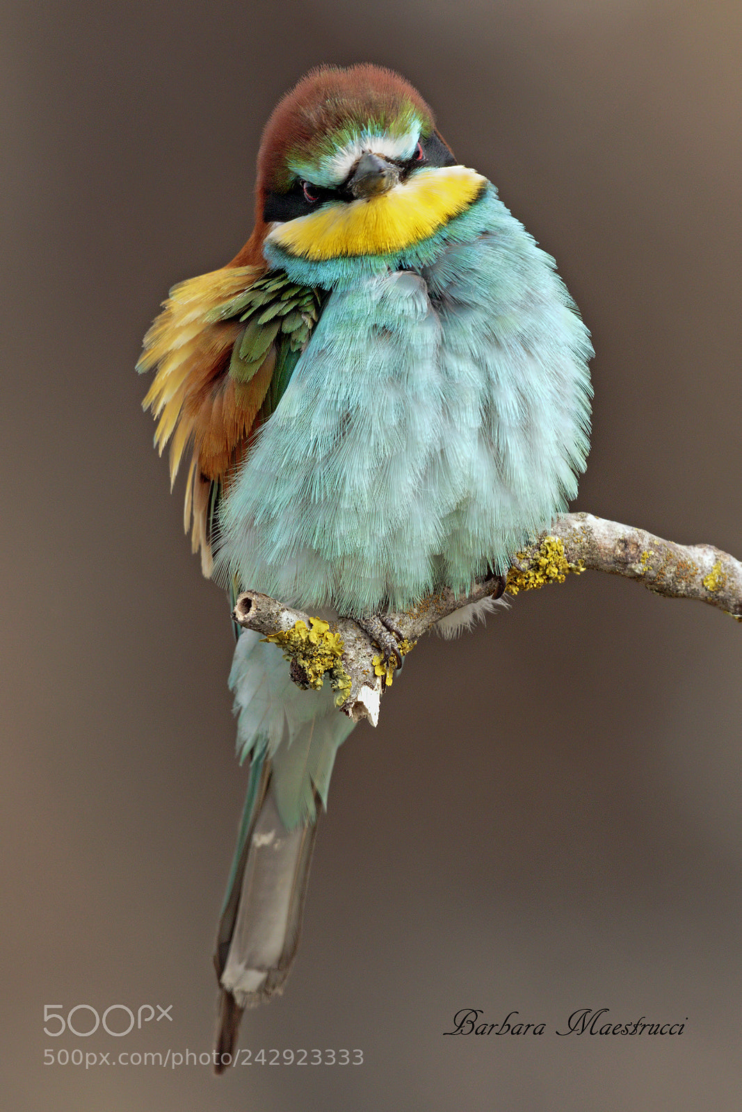 Canon EOS 7D Mark II sample photo. Gruccione arruffato. photography