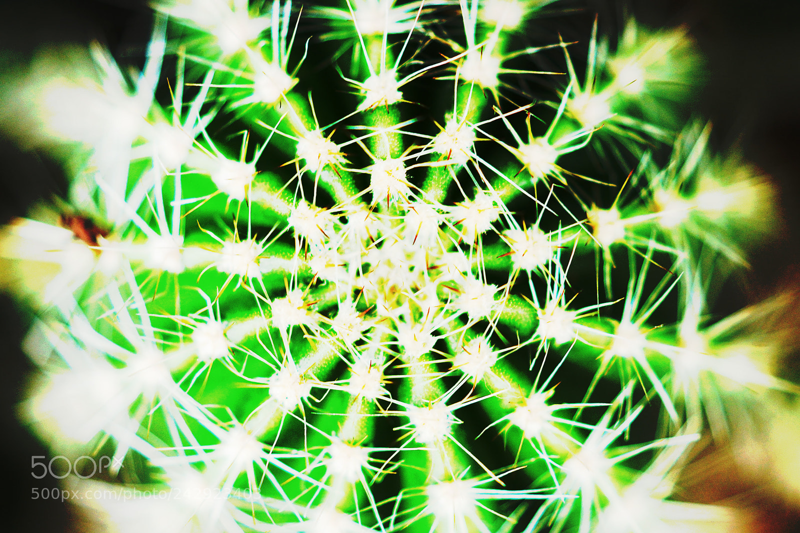 Sony SLT-A77 sample photo. Just cactus reage style photography