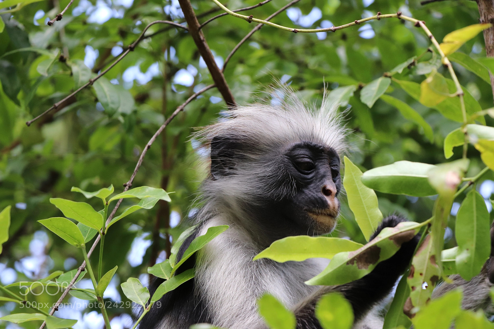 Canon EOS 77D (EOS 9000D / EOS 770D) sample photo. Curious monkey photography