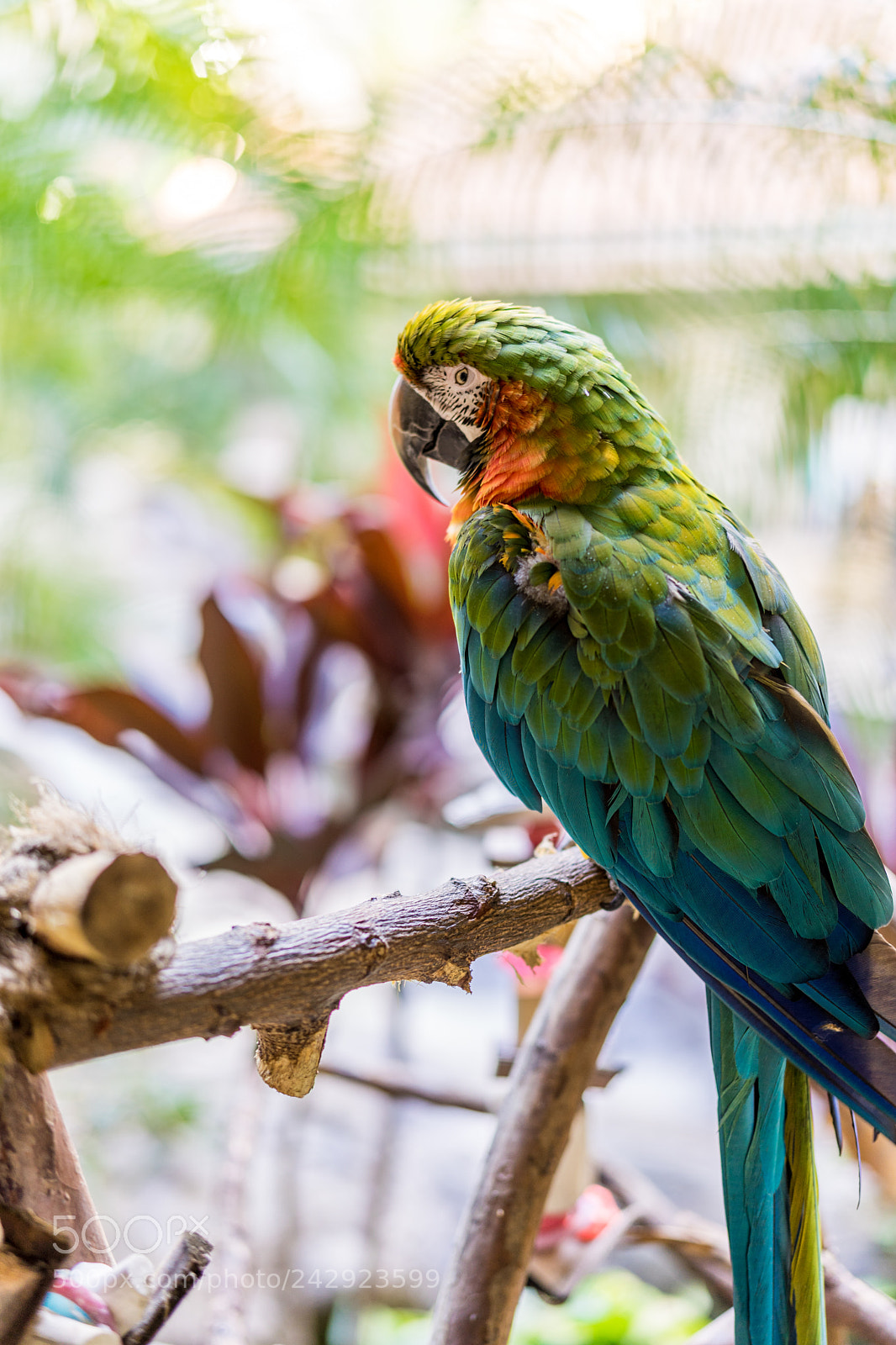 Sony a7 II sample photo. Color overdose photography
