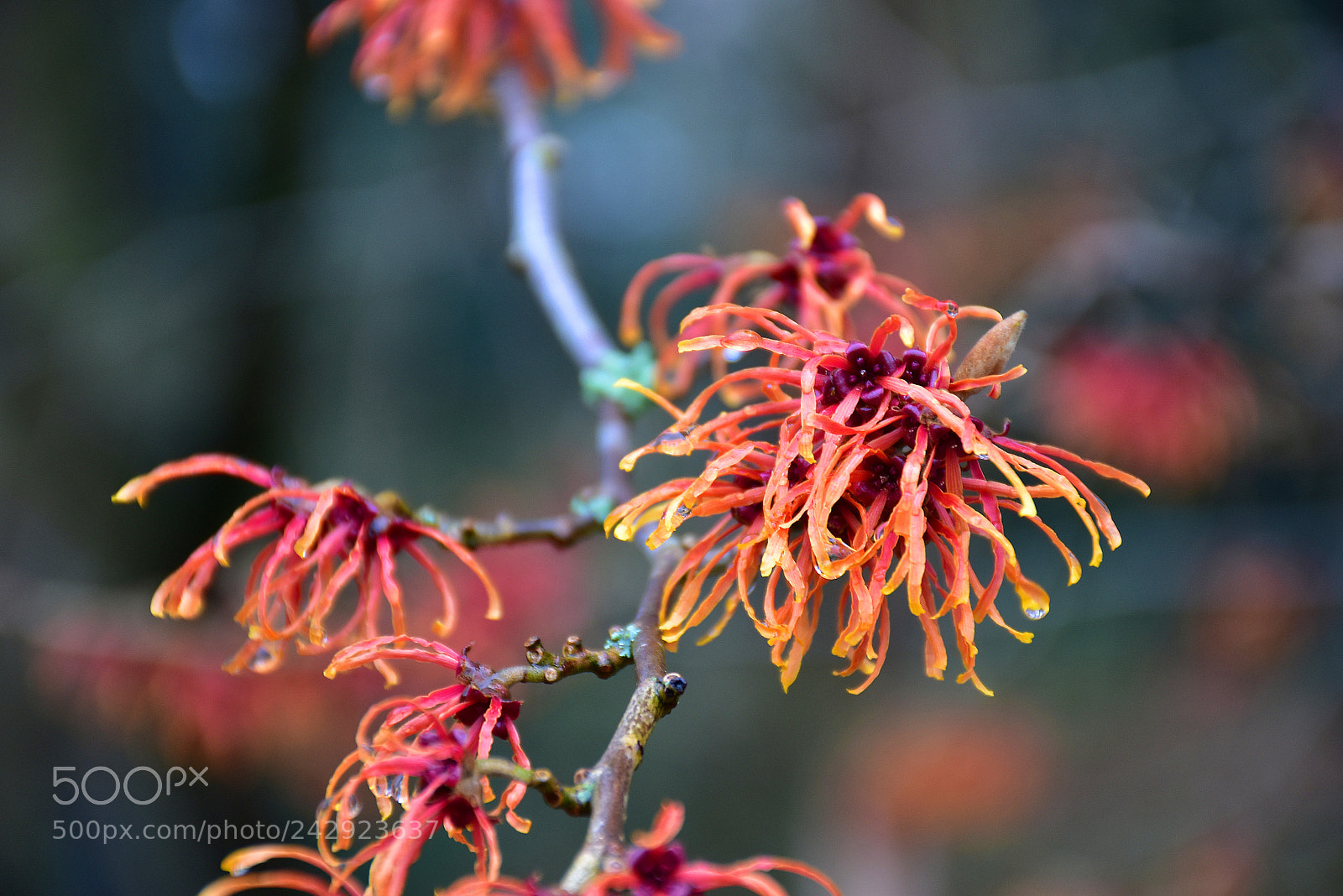 Nikon D7200 sample photo. Spider blossoms photography