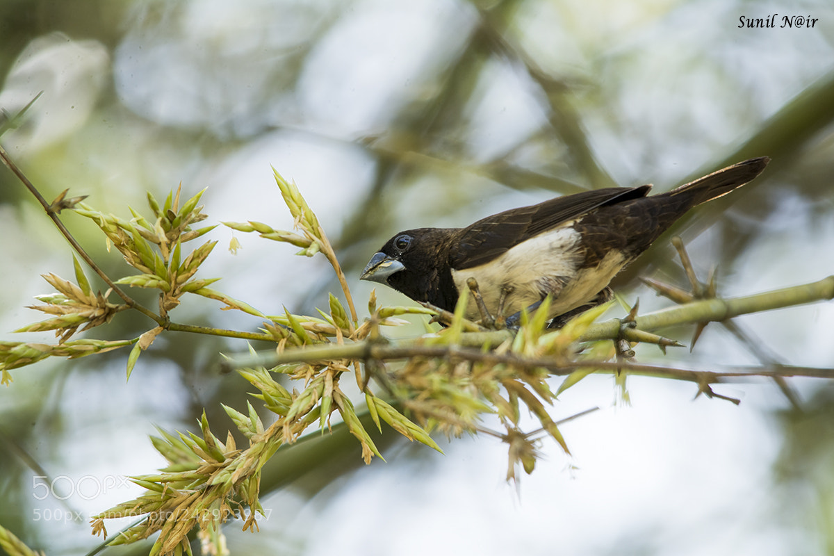 Nikon D7100 sample photo. White rumped munia photography