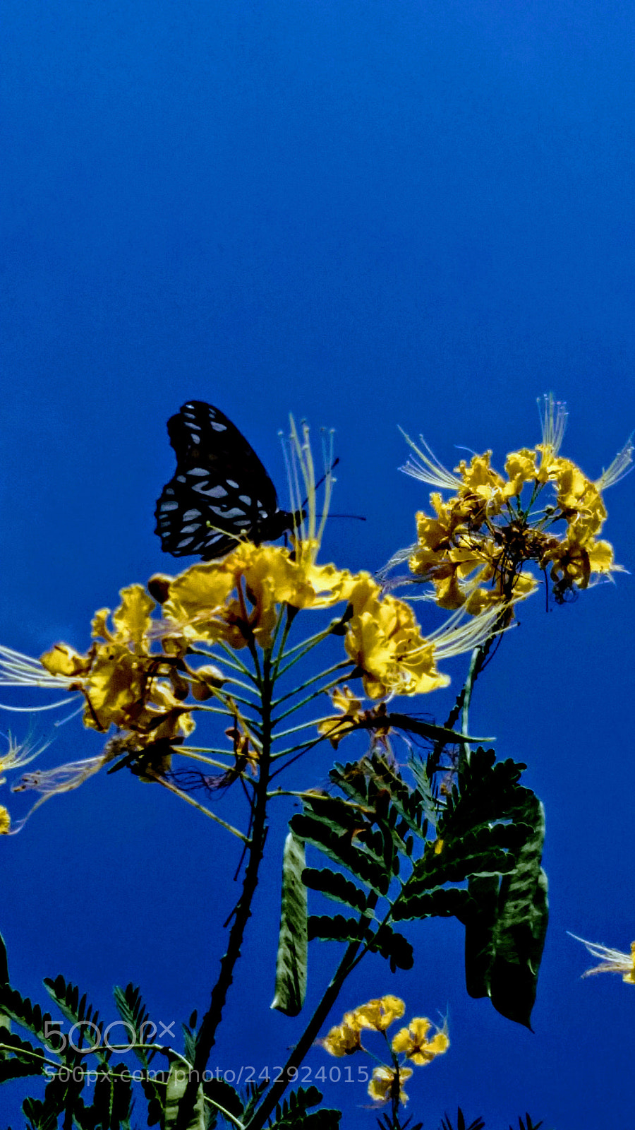 Samsung Galaxy S5 sample photo. A  nice butterfly photography