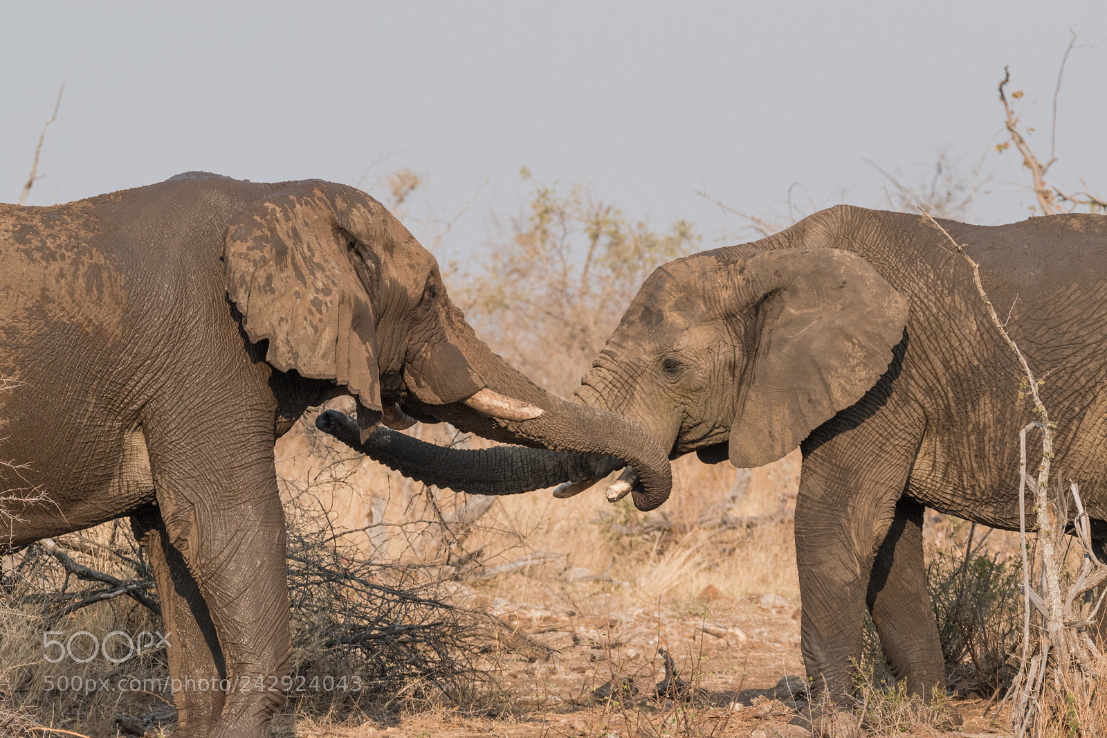 Nikon D5500 sample photo. Elephant embrace photography
