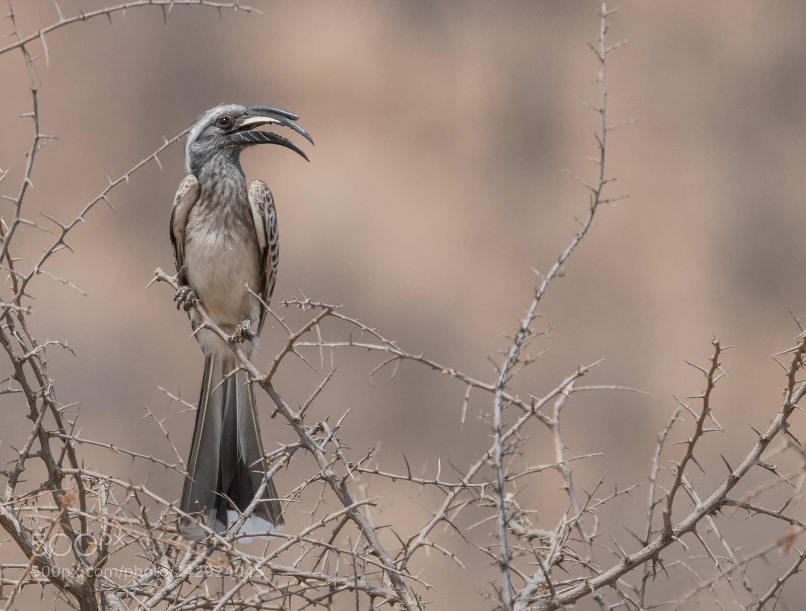 Nikon D5500 sample photo. Birding at madikwe photography