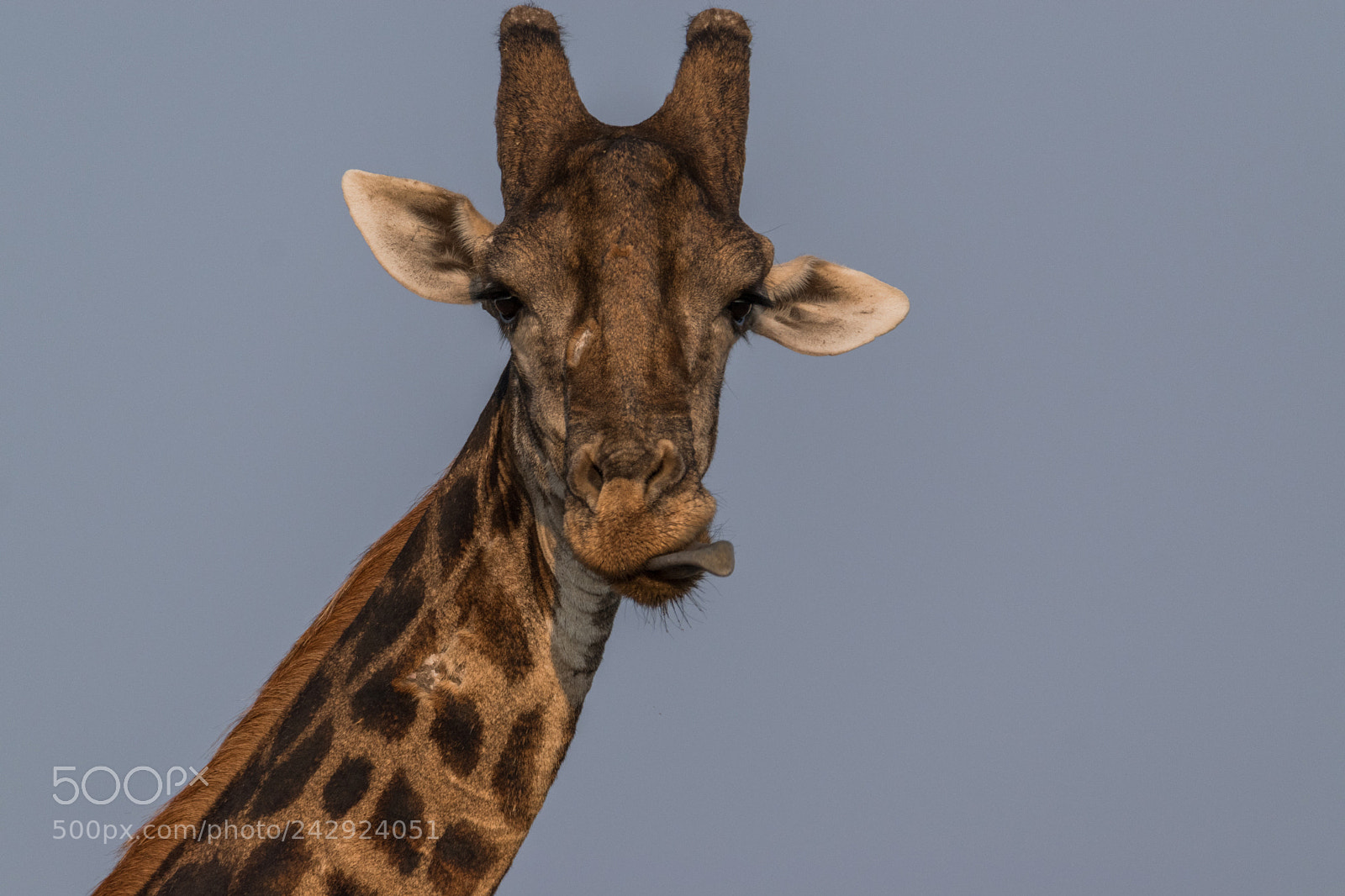 Nikon D5500 sample photo. Hungry giraffe photography