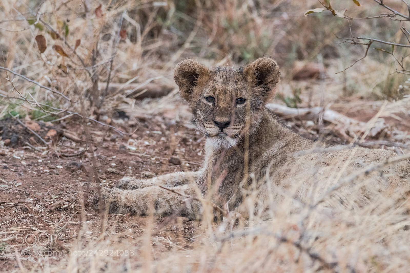 Nikon D5500 sample photo. Lion cub resting photography