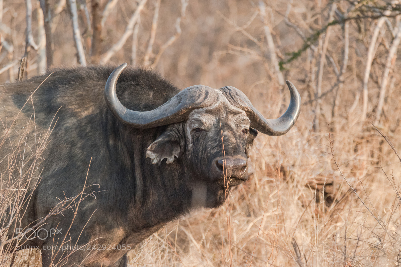 Nikon D5500 sample photo. Buffalo bull photography